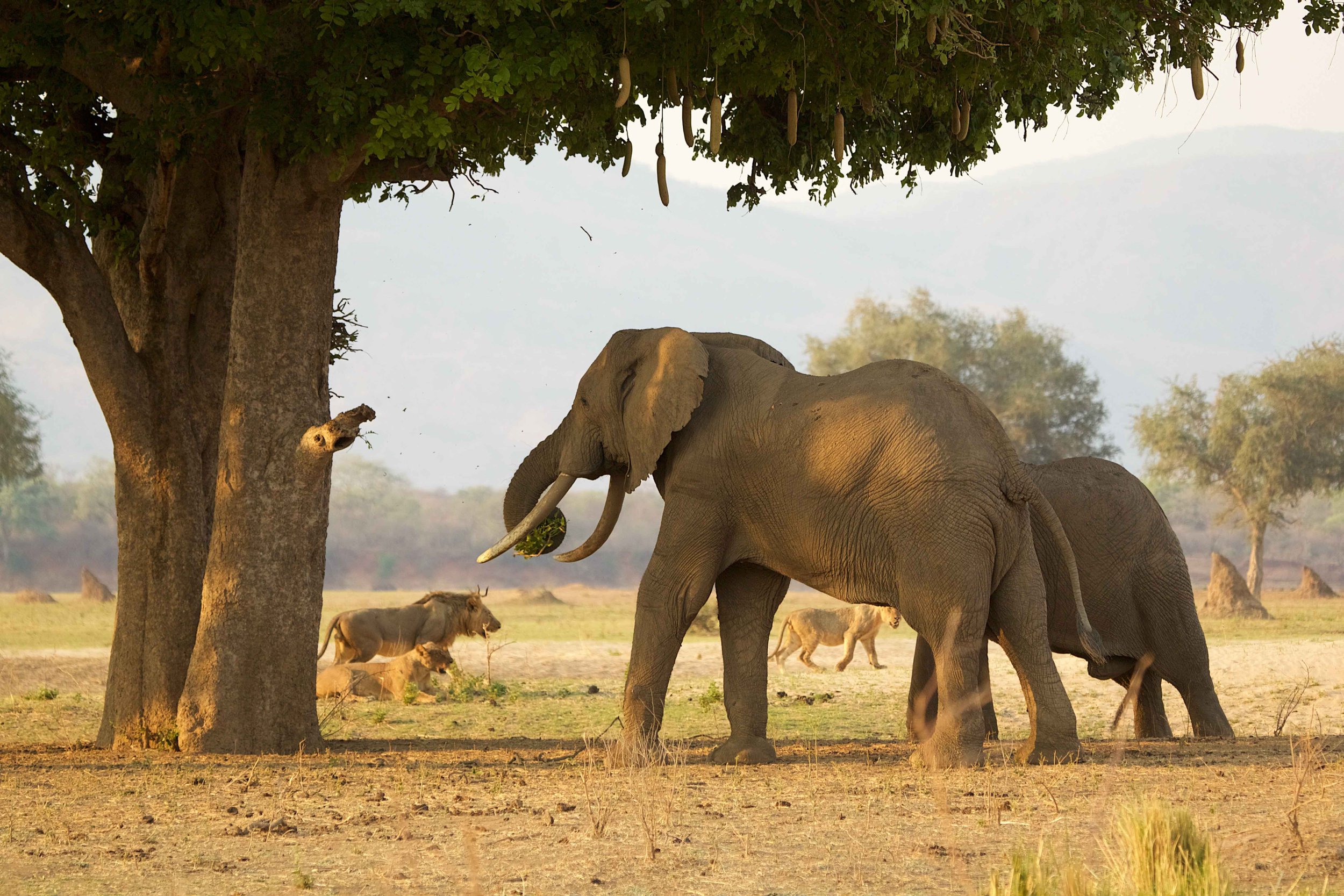 What happens if we lose elephants? — Wild Survivors