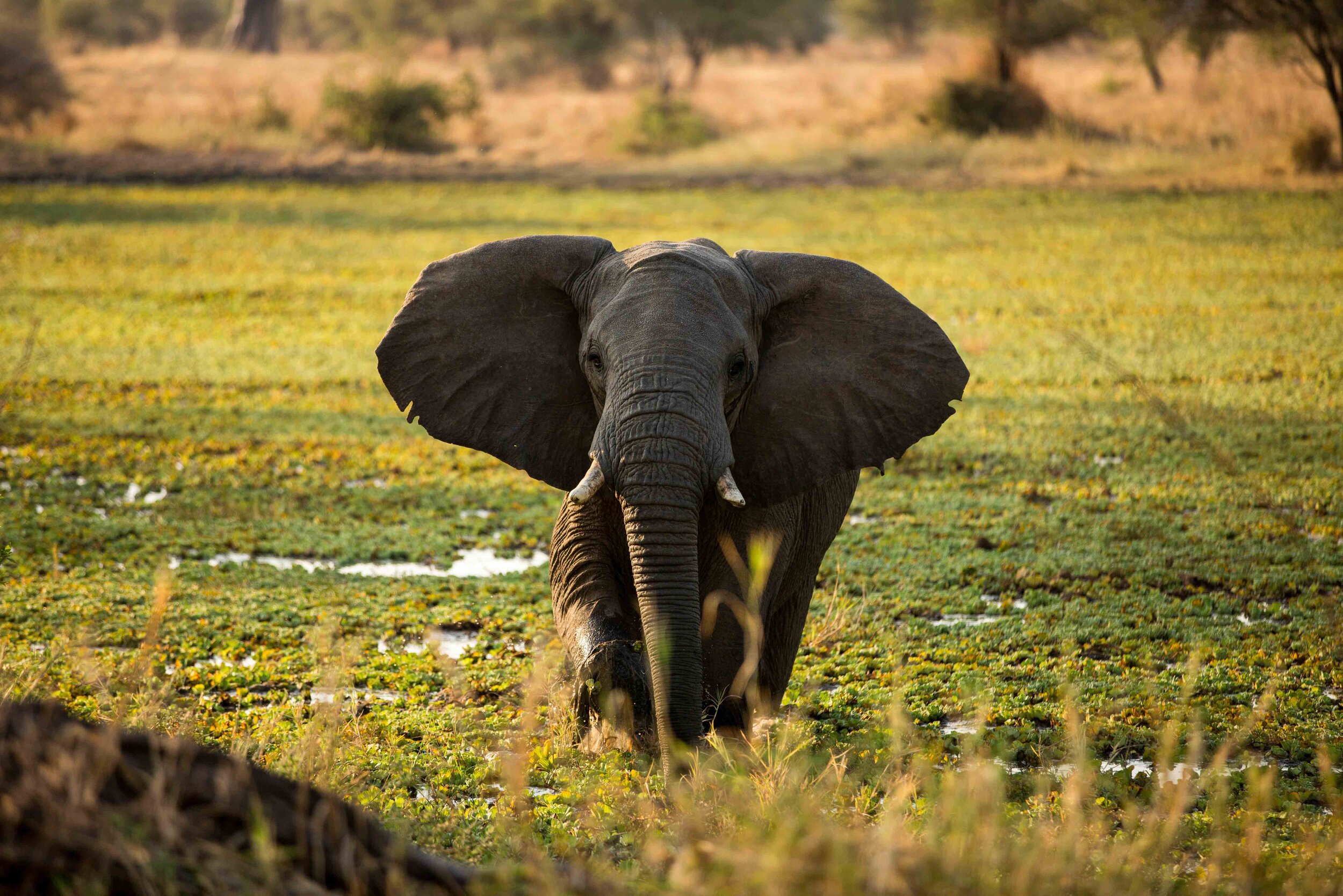 The Unique Function of HONEY BEES in Elephant Conservation