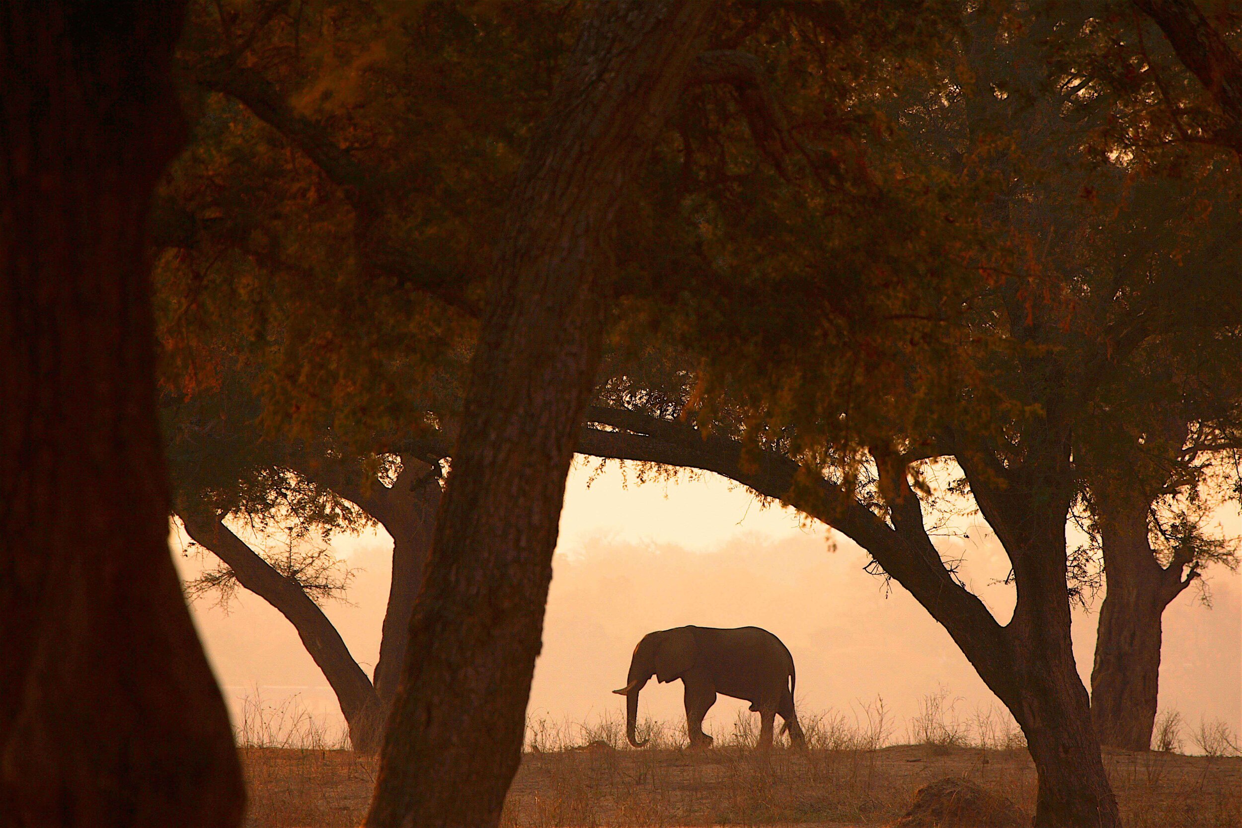 Discover Elephant Behaviour — Wild Survivors