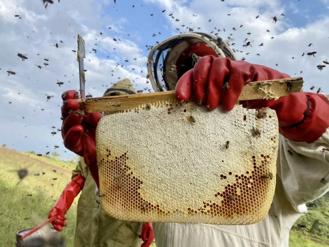 Copy of Beekeeping training NARI women.jpg