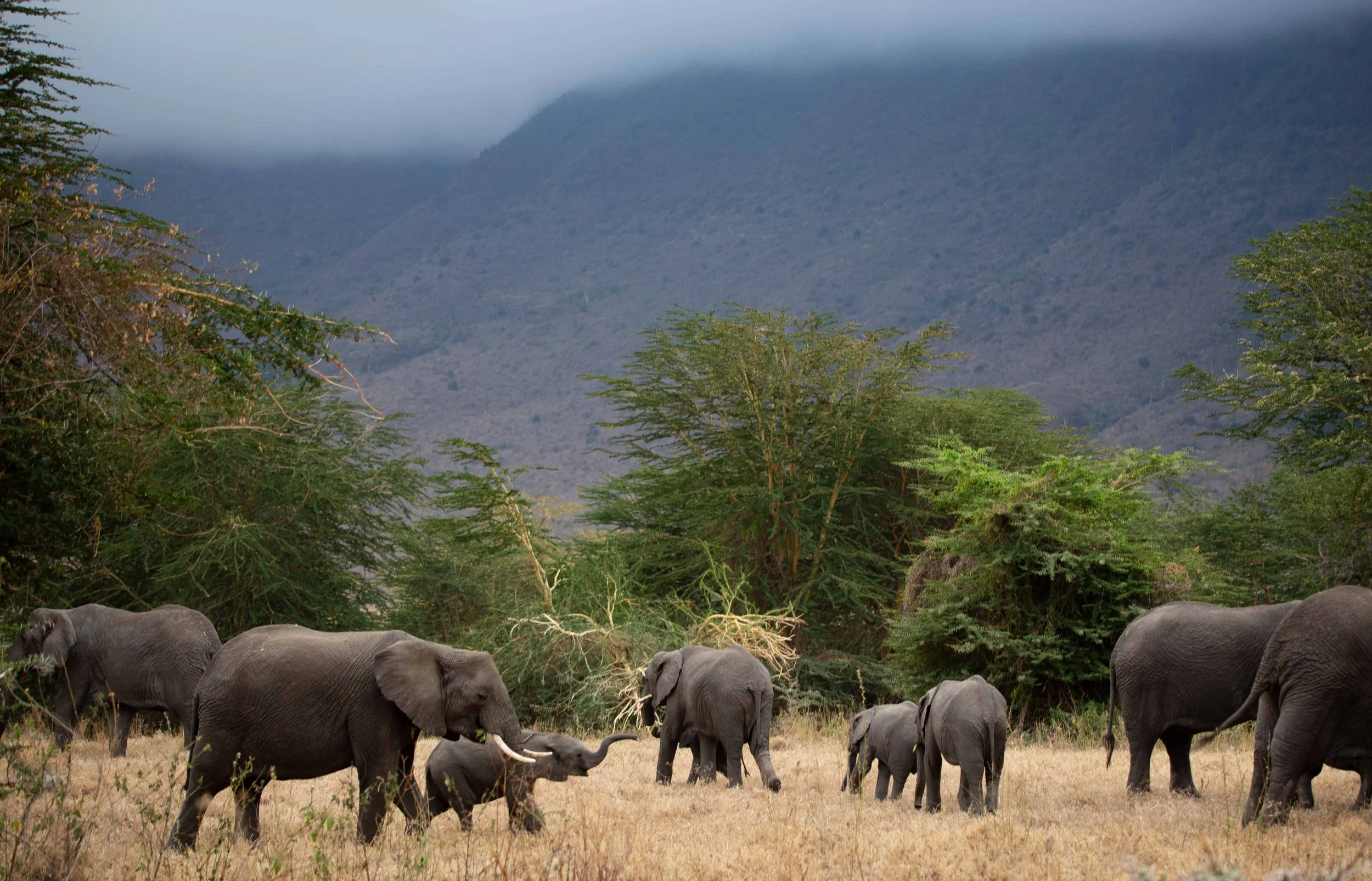 Elephants-Ngorongoro-5.jpg