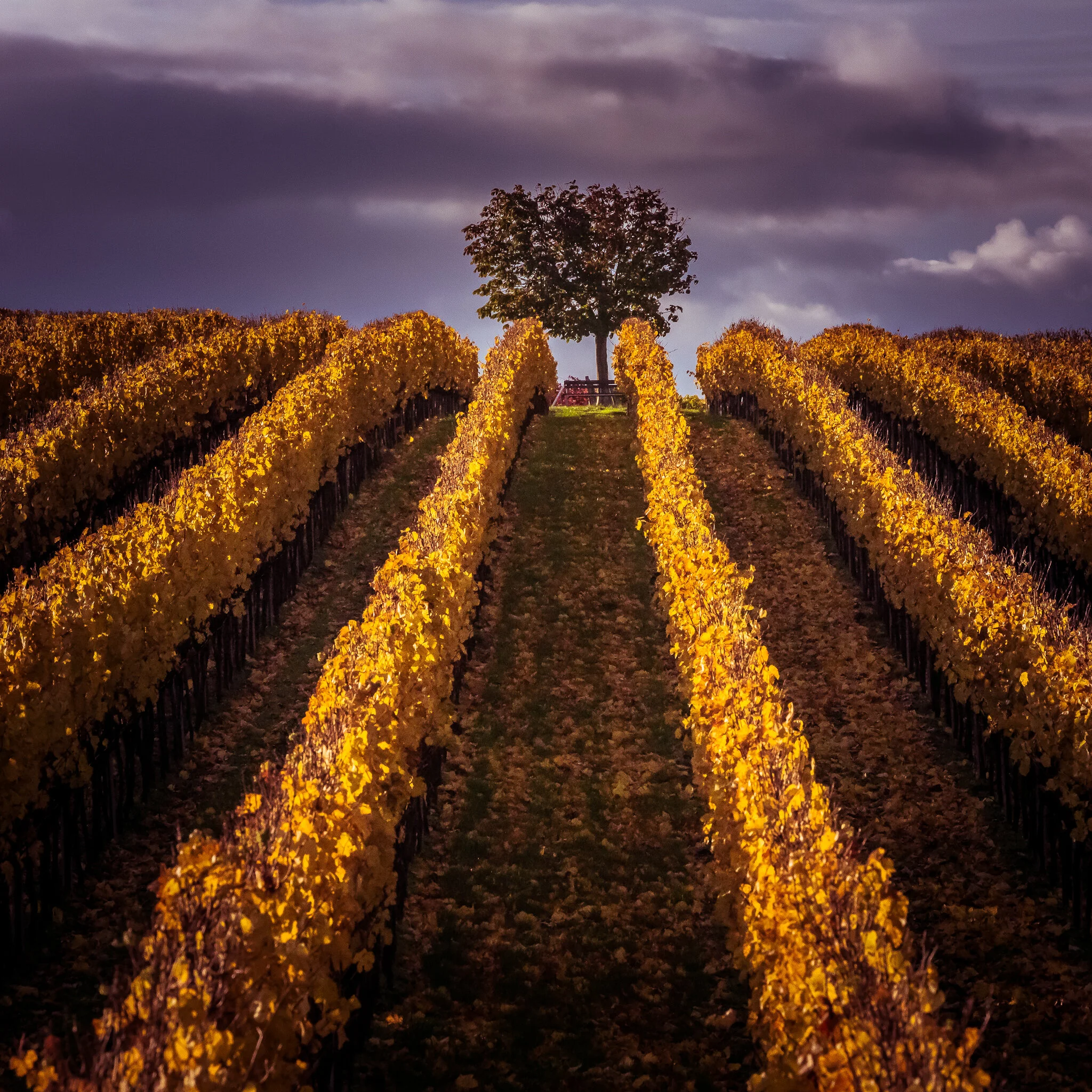 Vineyard.jpg