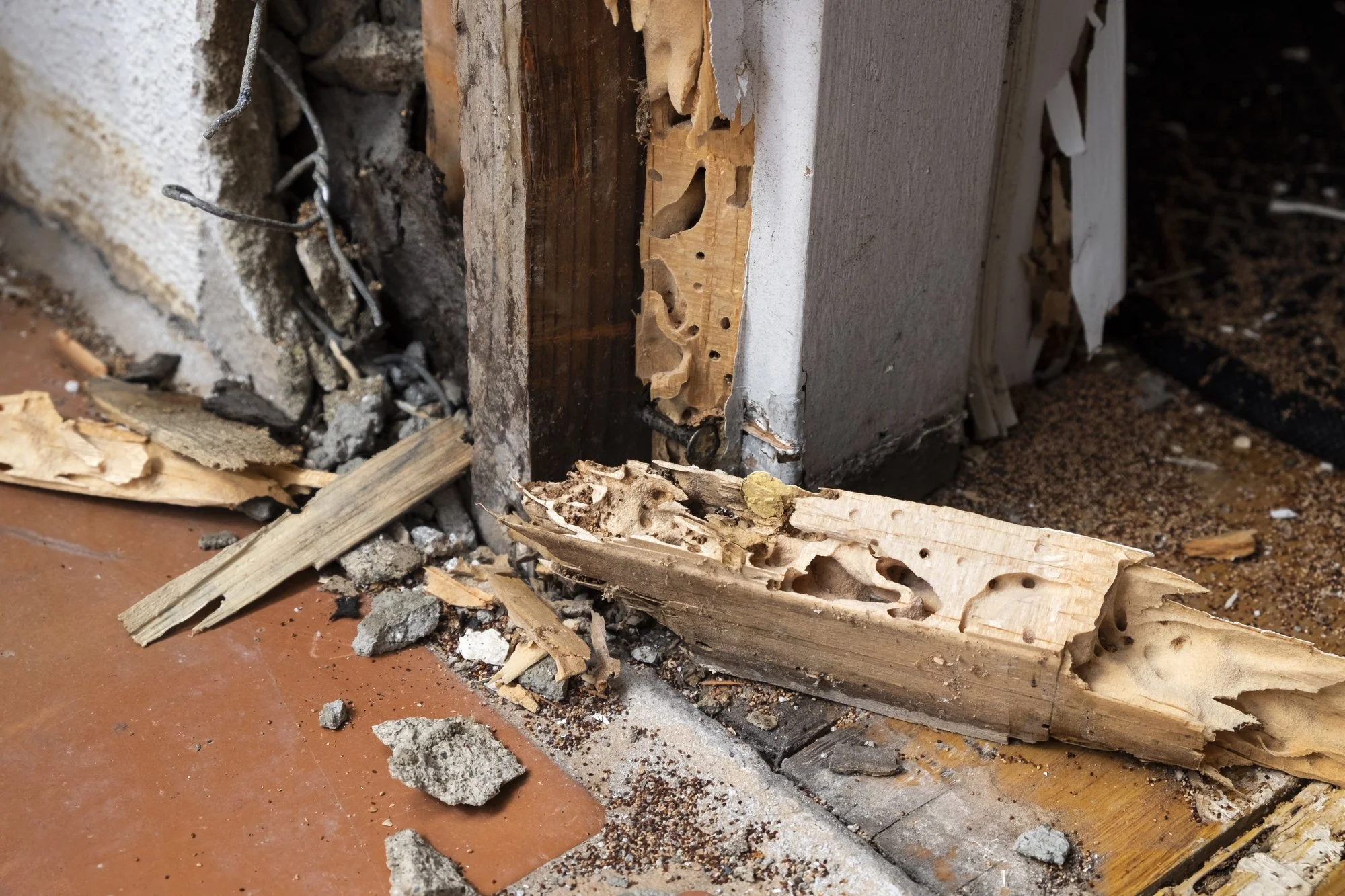 photo of termite damage and need for termite treatment