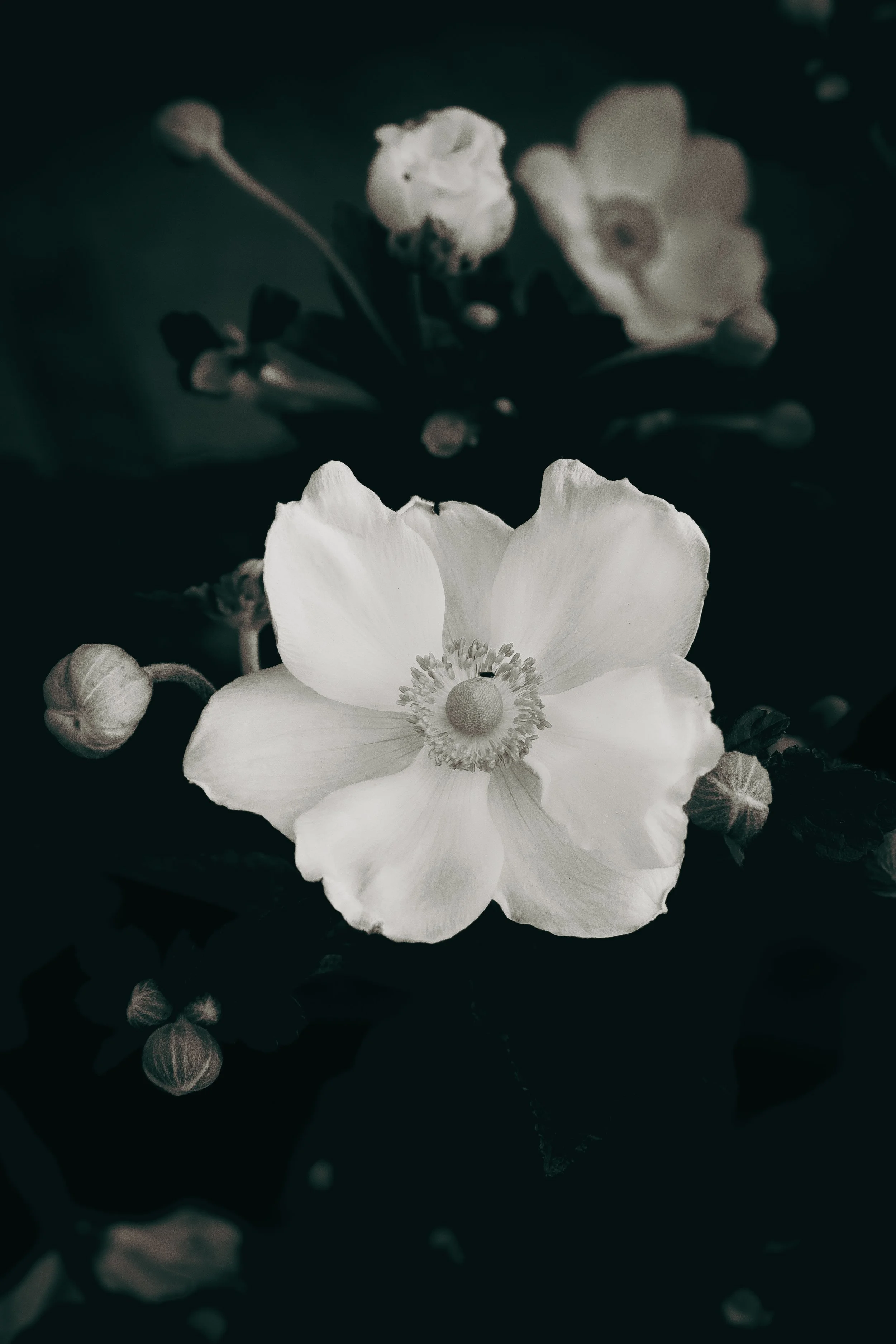 Monochrome Floral Elegance