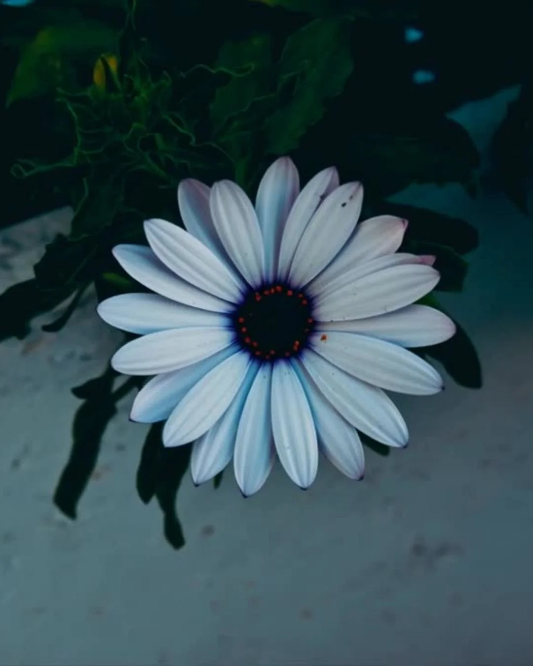 Petals