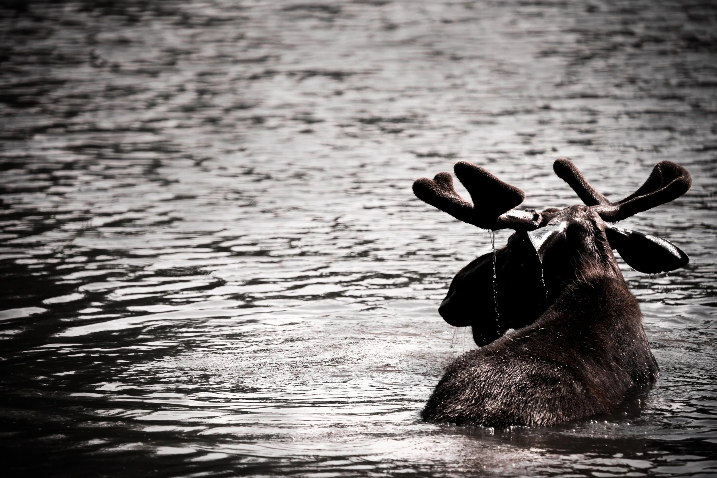 moose photo, wildlife