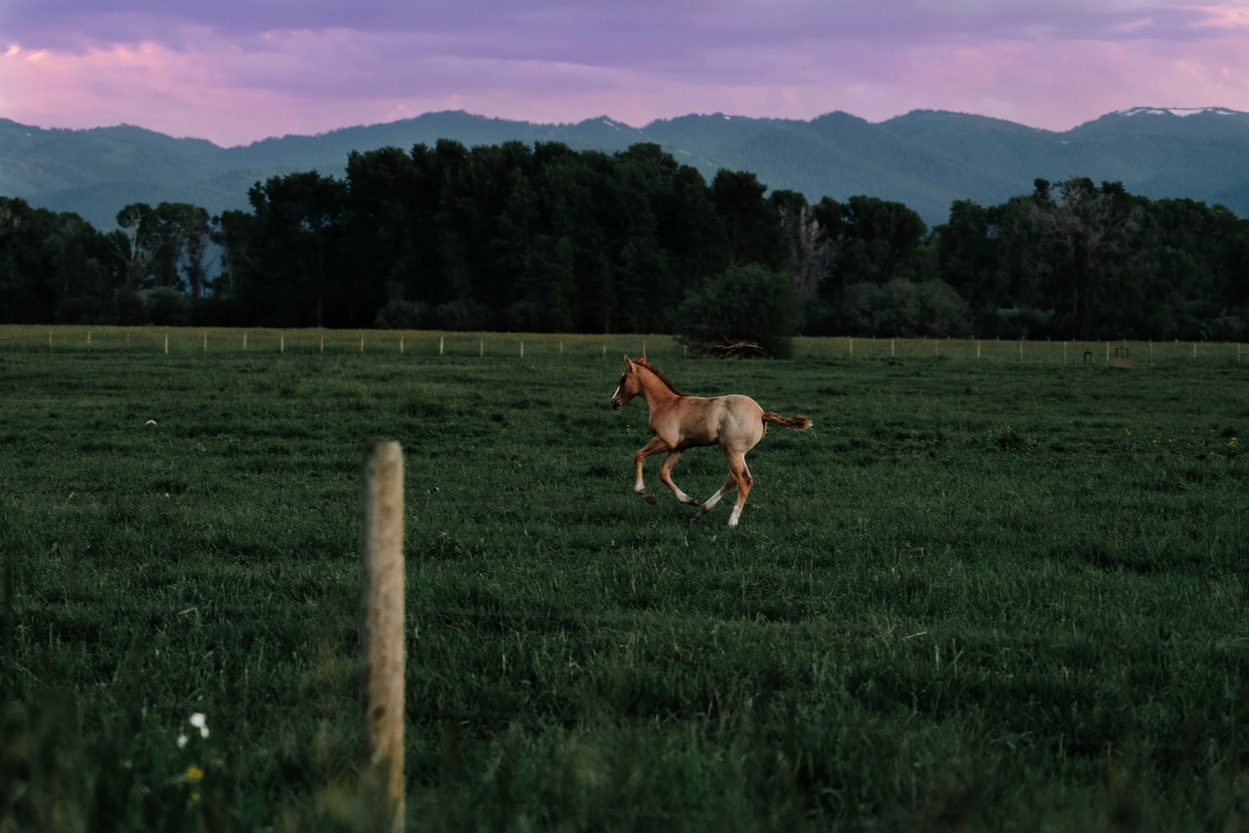 western, horse, foal, landscape