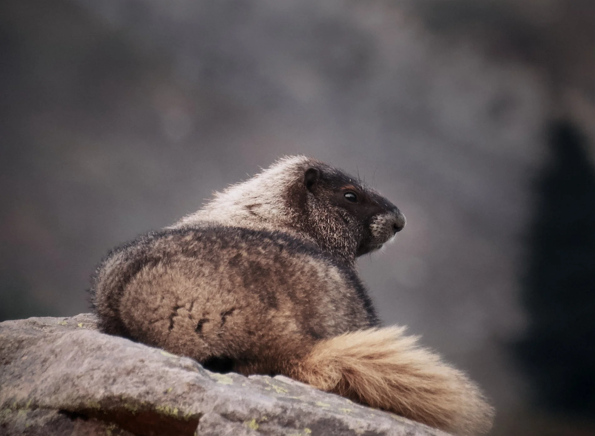 Marmot
