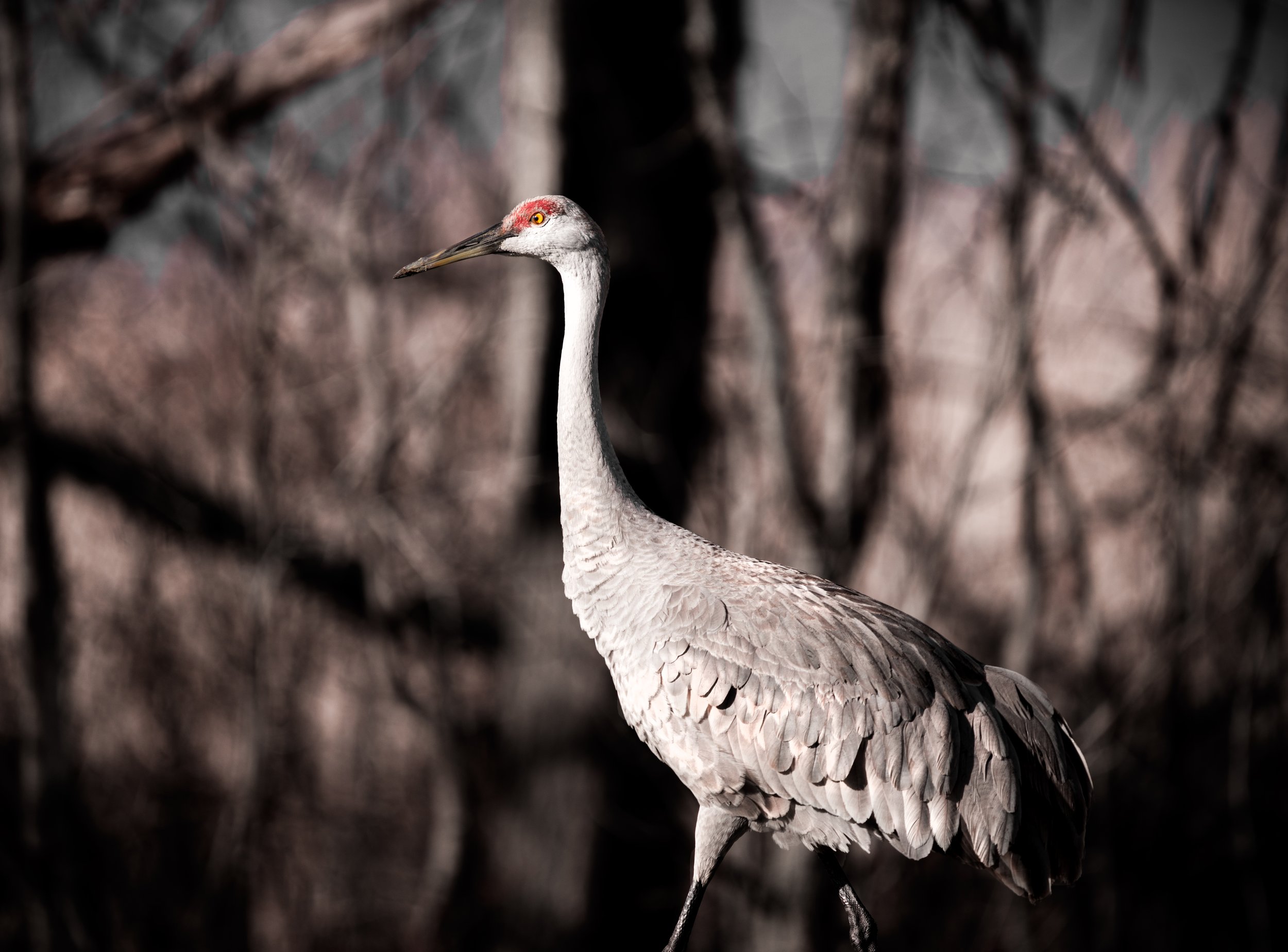 Sandhill crane