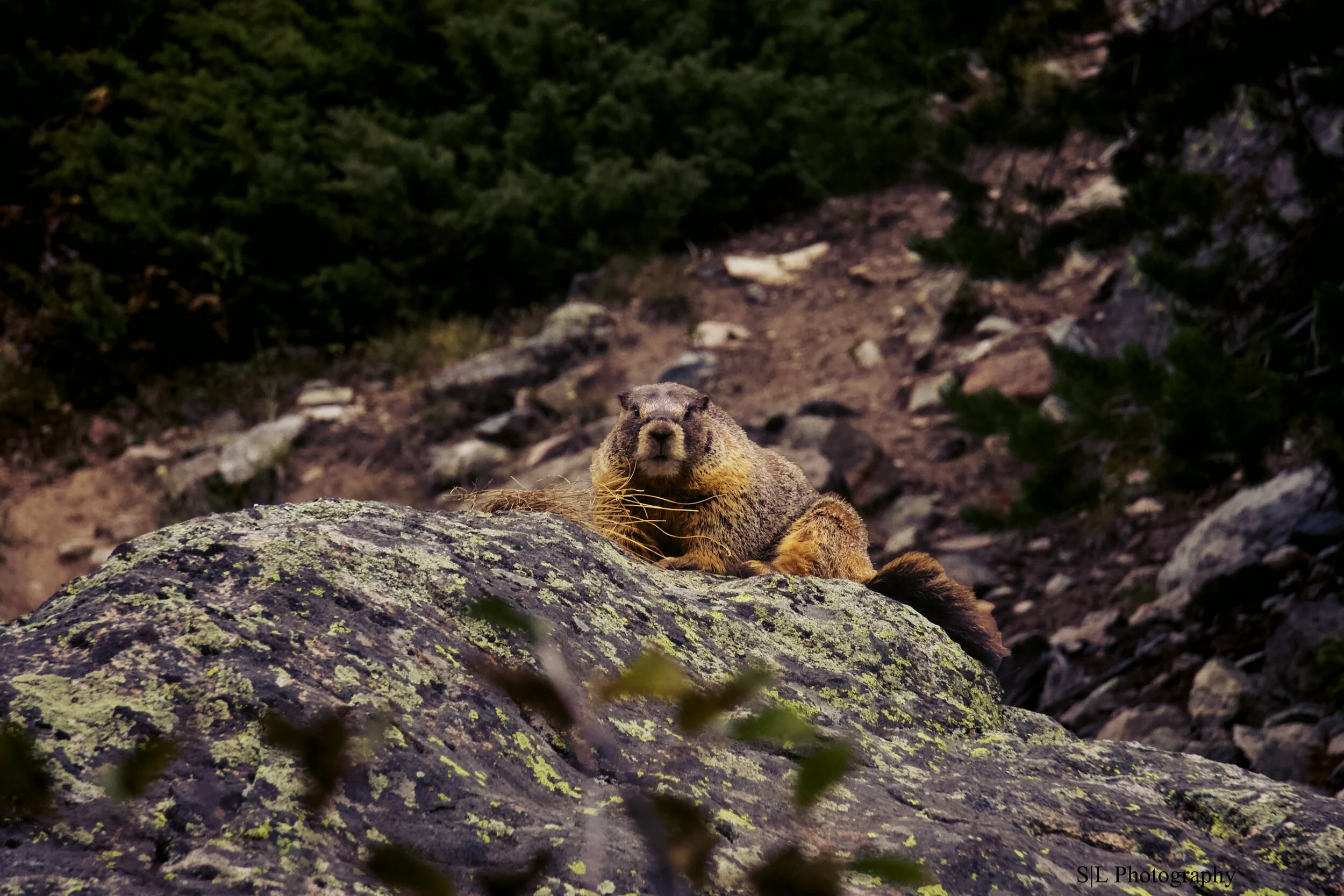 Marmot in Washington