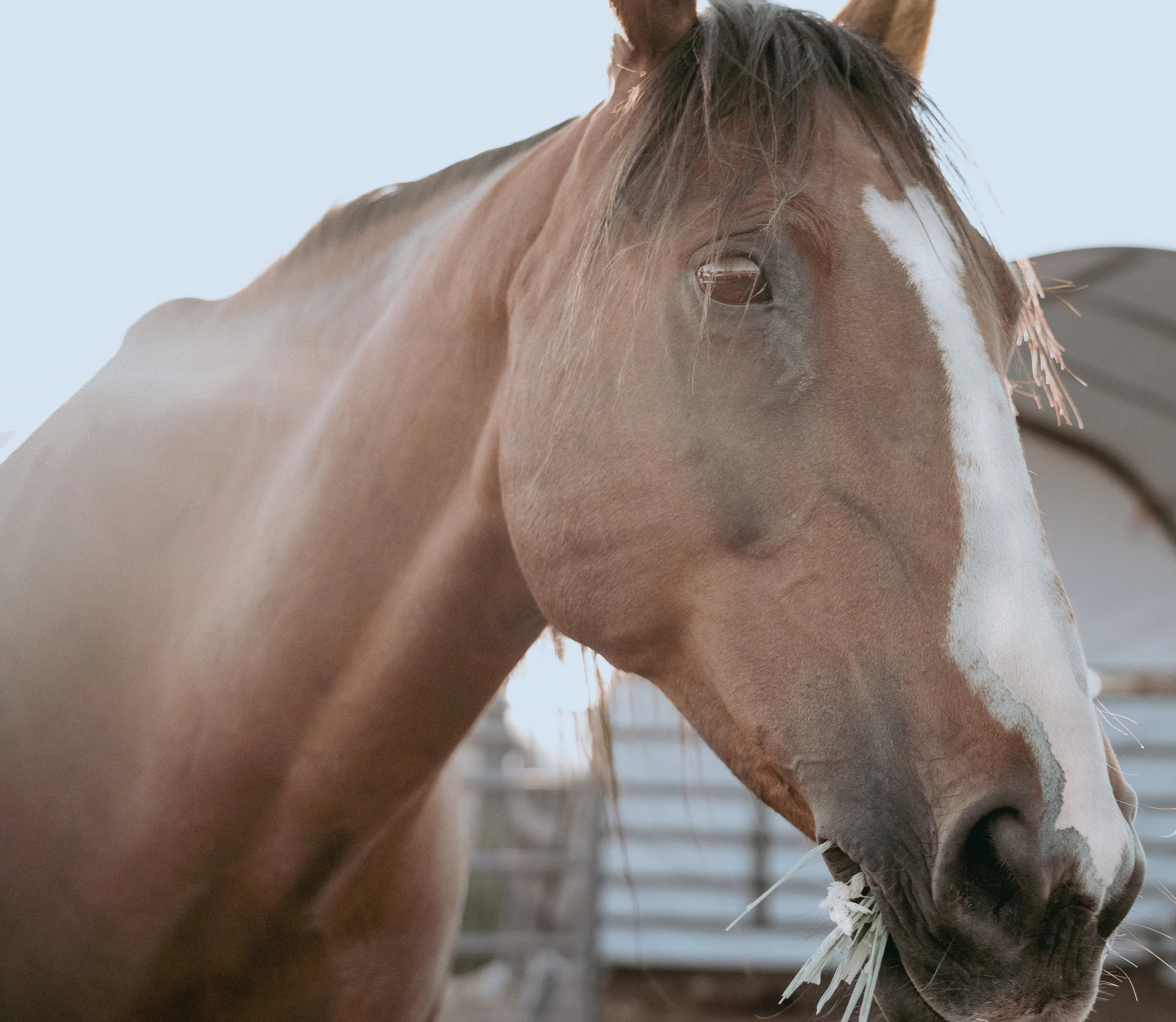 horse photography, western