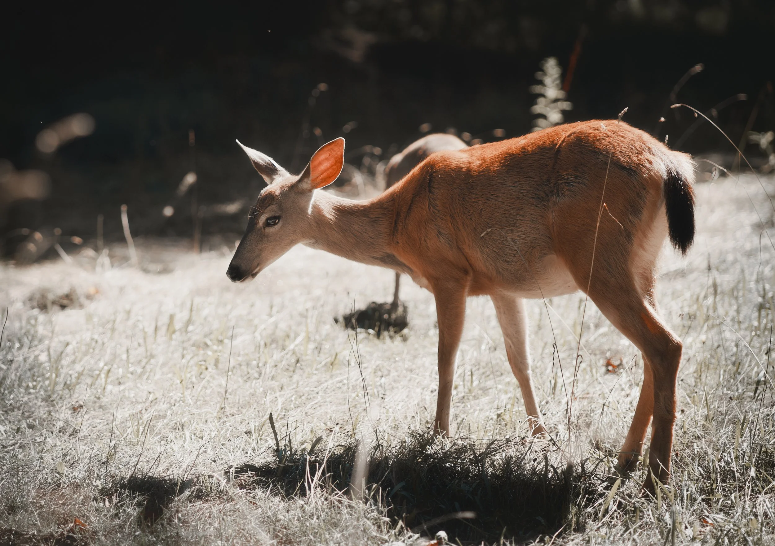 Deer photo