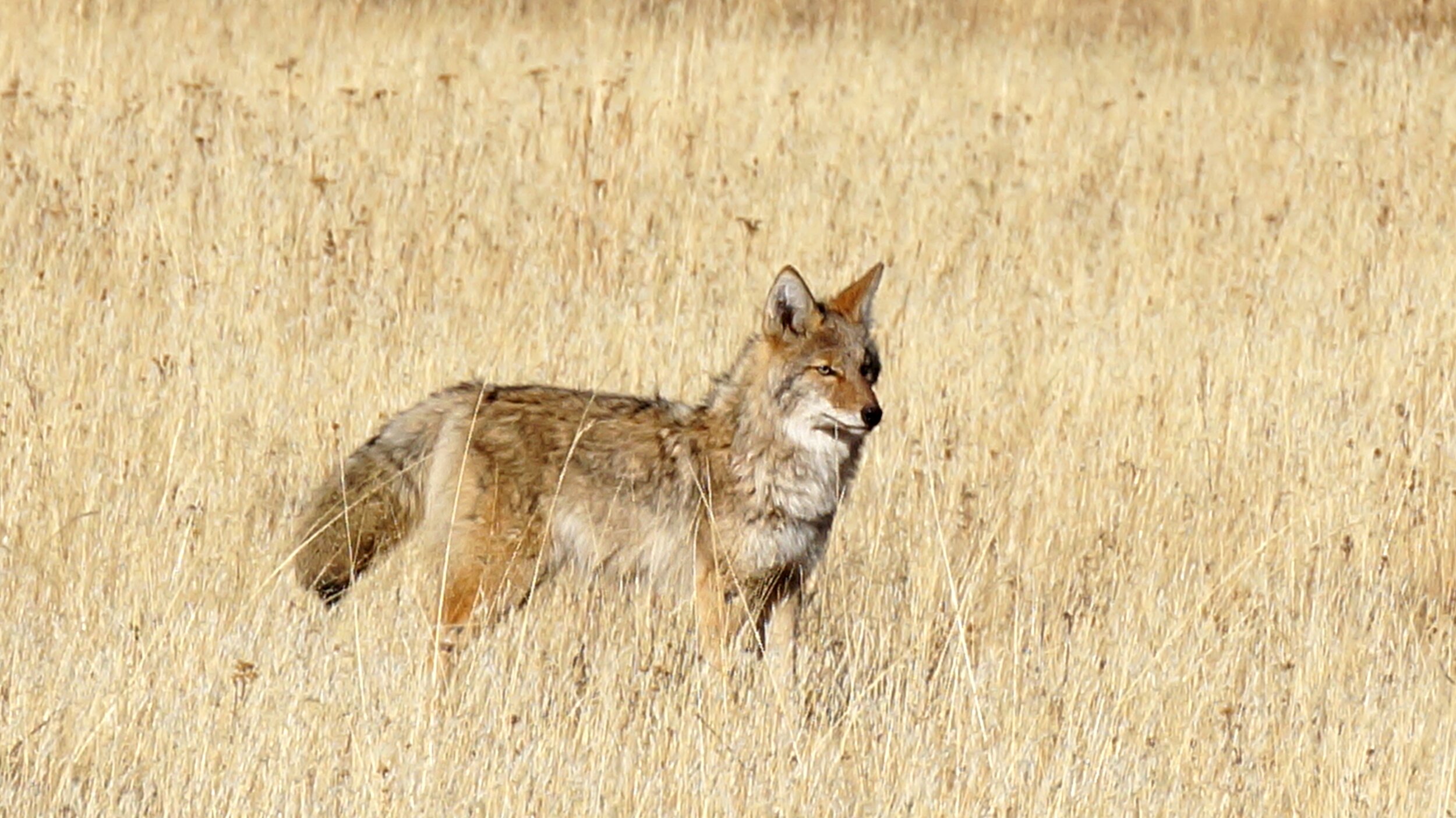 Coyote photo