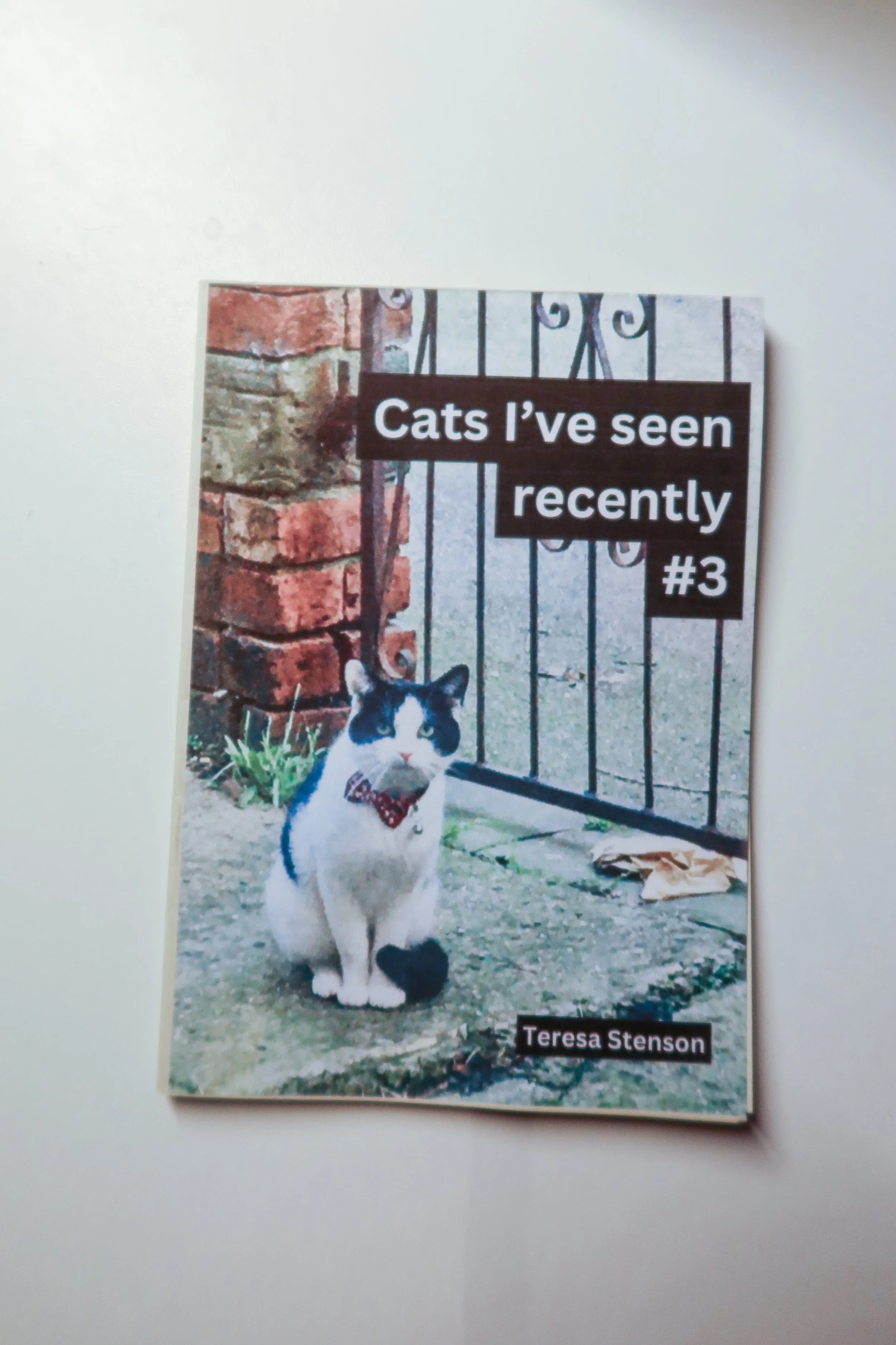 Cats I've seen recently #3 - Teresa Stenson
