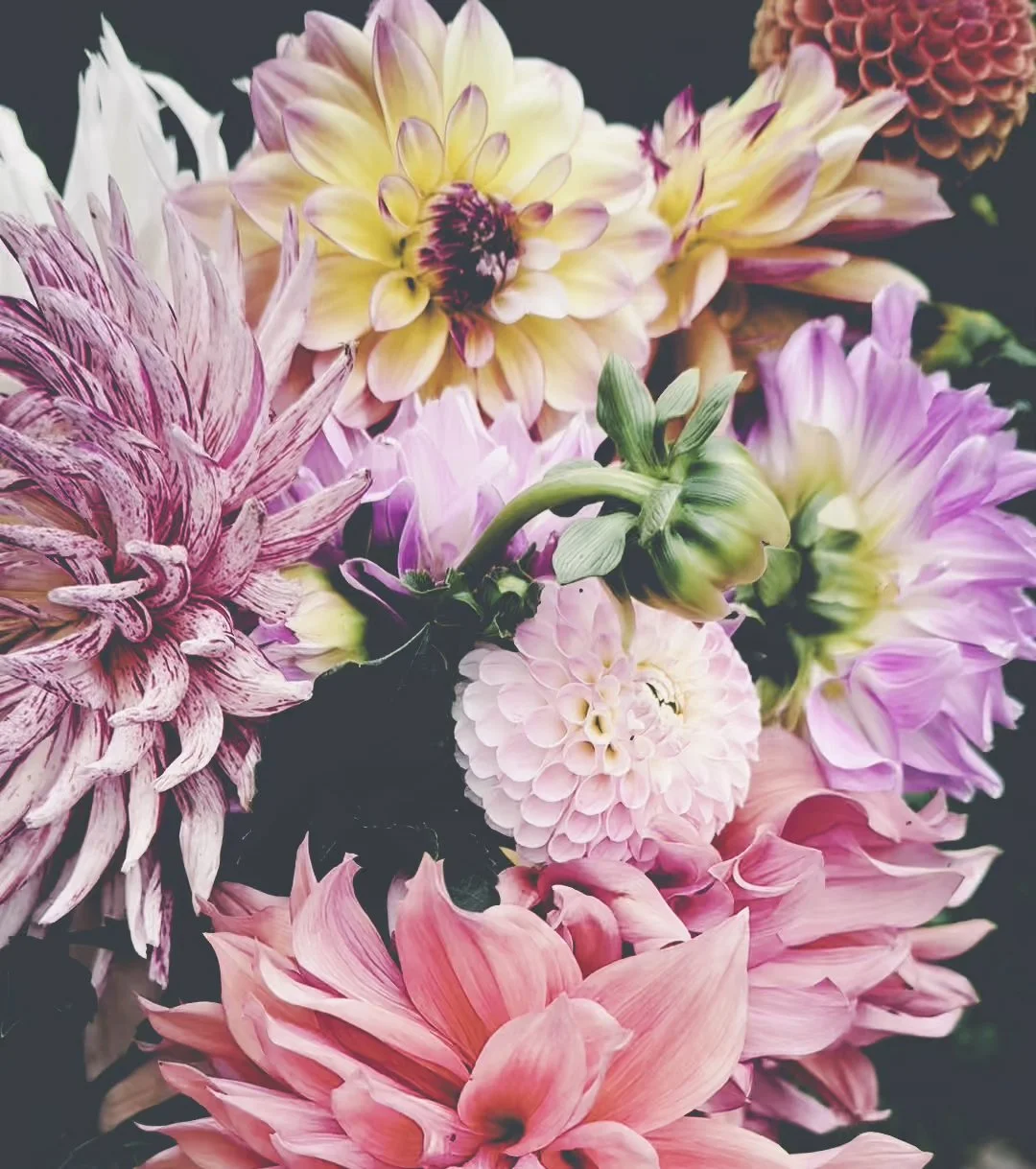 dahlias25_still.jpg