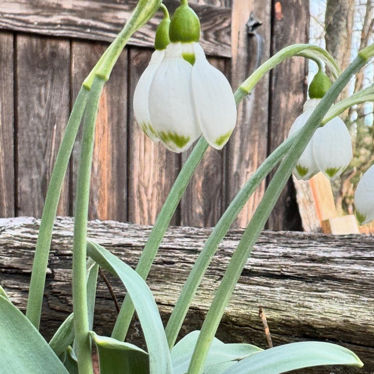 Snowdrops are some of my favorite flowers. They come out during the winter when not much is growing. I see them as a symbol of hope for things to come.