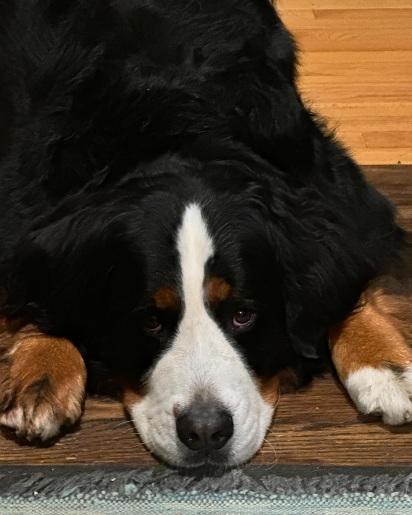 Today is a good day. Power came back on and I&rsquo;m celebrating haveing brought Emerson home 5 years ago. He is such a goofy boy and makes me smile, laugh, and want to pull my hair out everyday. Once Waldo accepted him into the family they became i