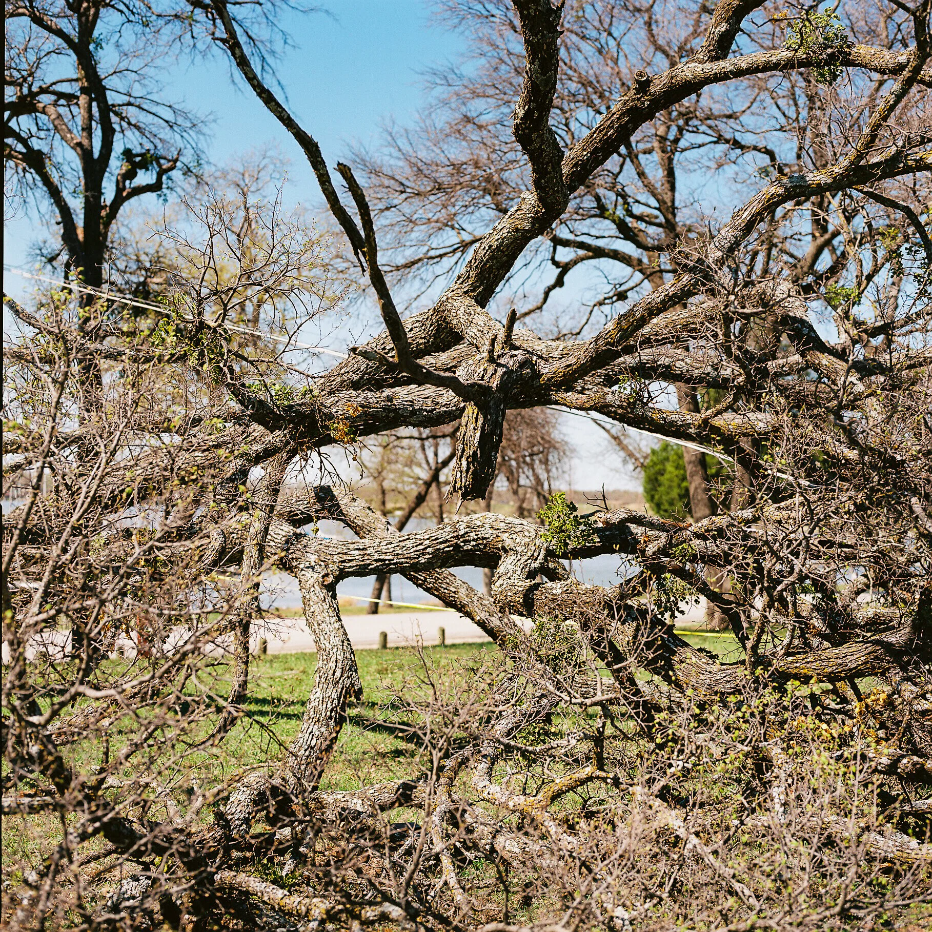 Entanglement - Dallas, Texas - Hasselblad 500 C/M