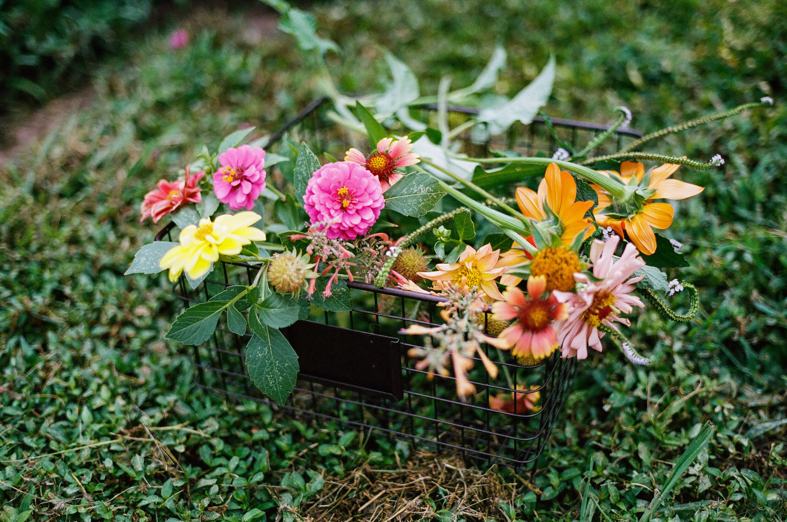 Garden Time - Tulsa, Oklahoma - Contax G1