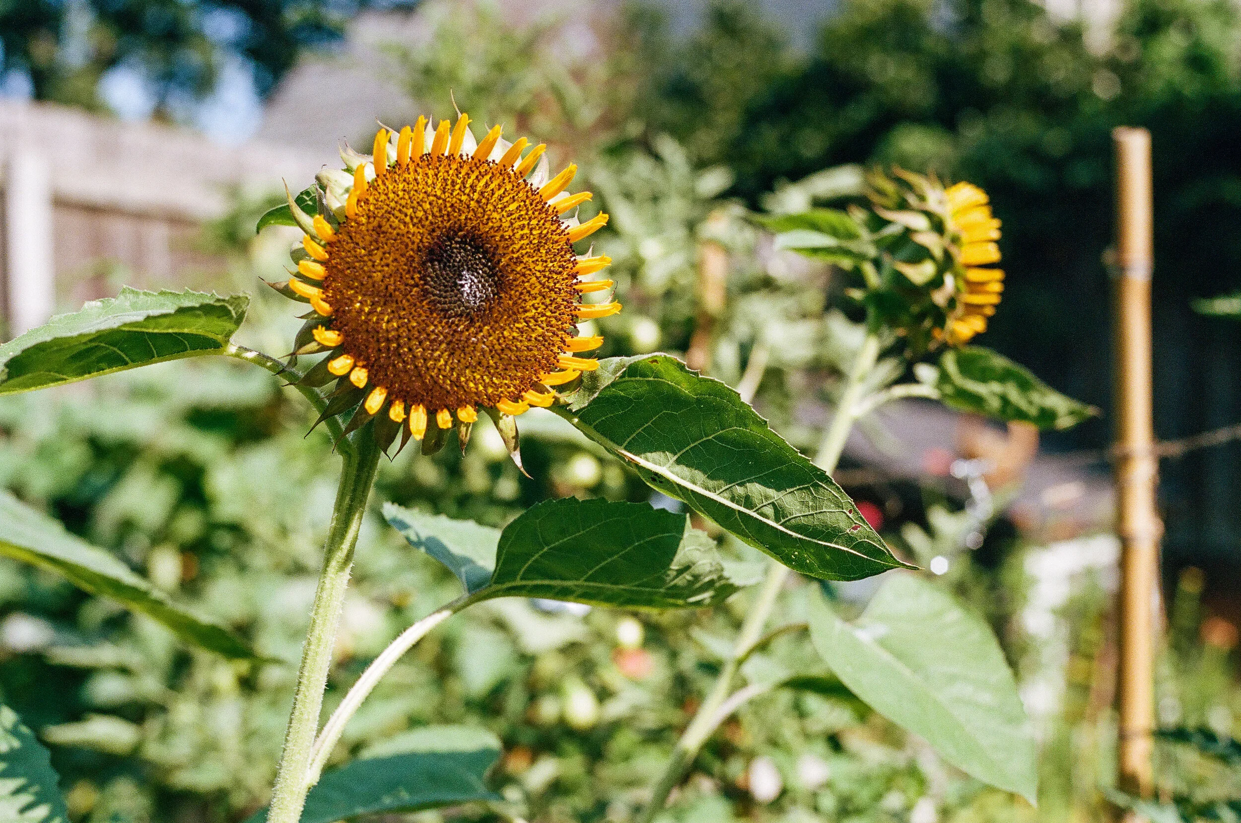 Sunflower - Tulsa, Oklahoma - Contax G1