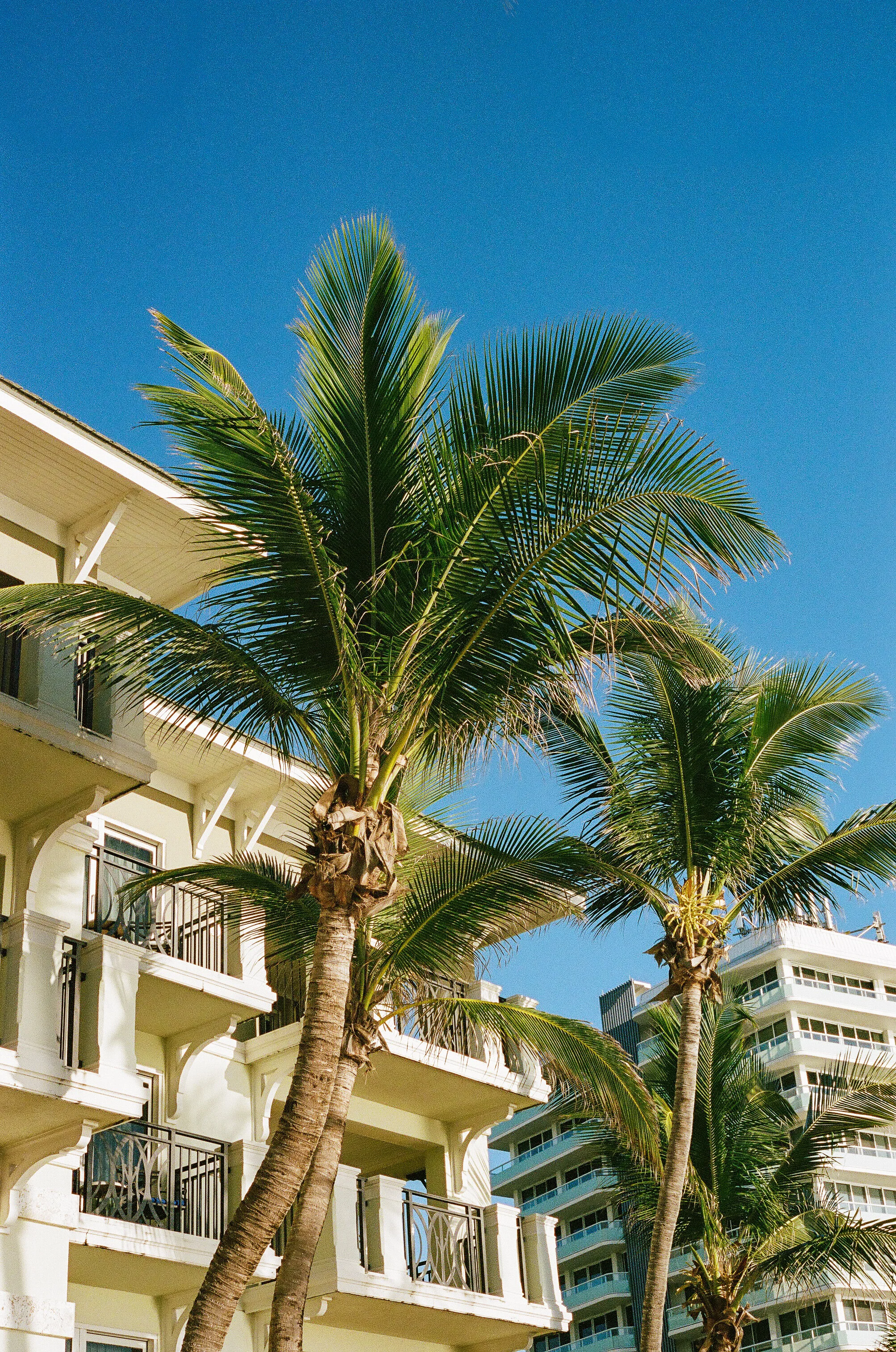 Palmy - Vero Beach, Florida - Contax G1