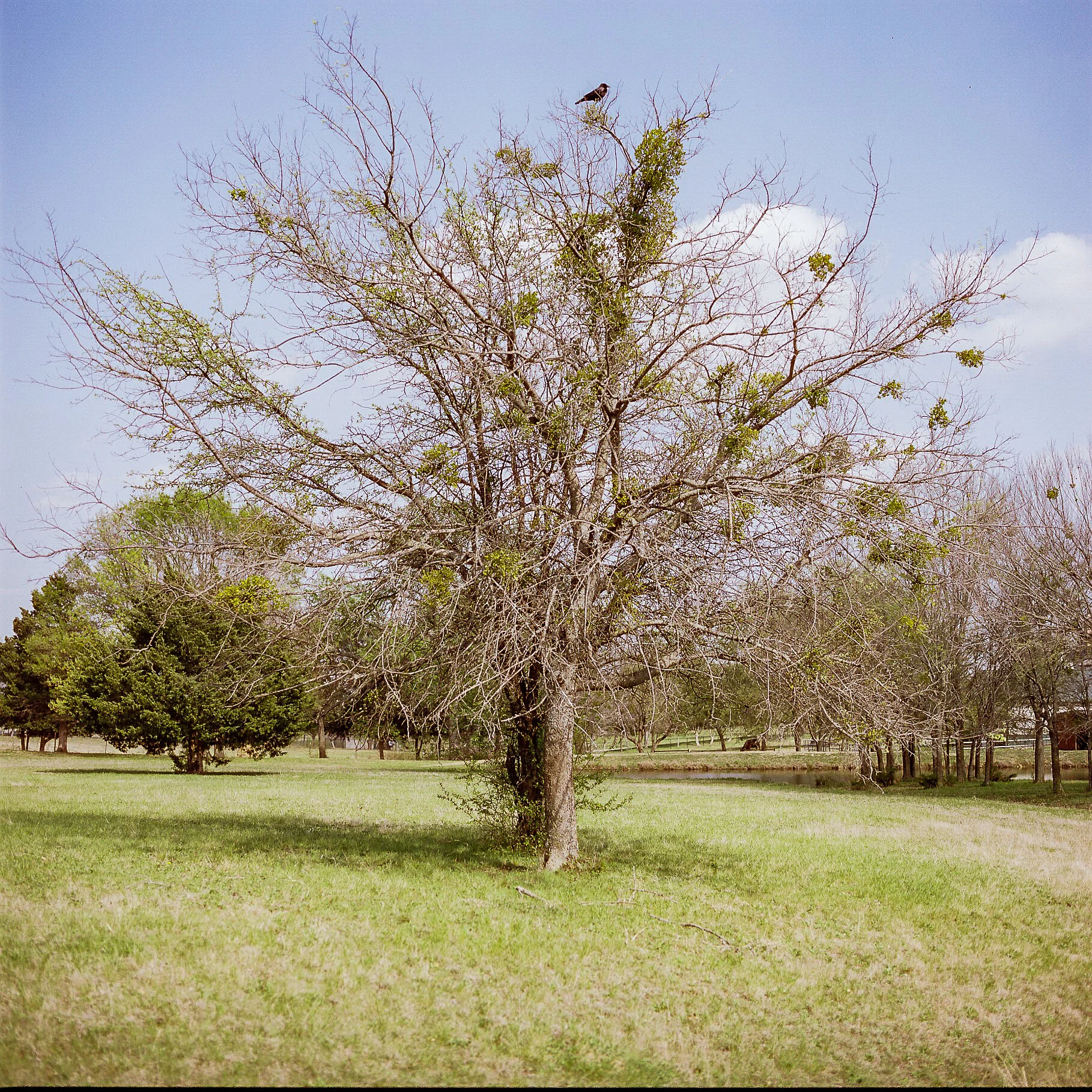 Tree Owner - Dallas, Texas - Hasselblad 500 C/M
