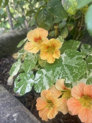 IMG_1600.jpeg