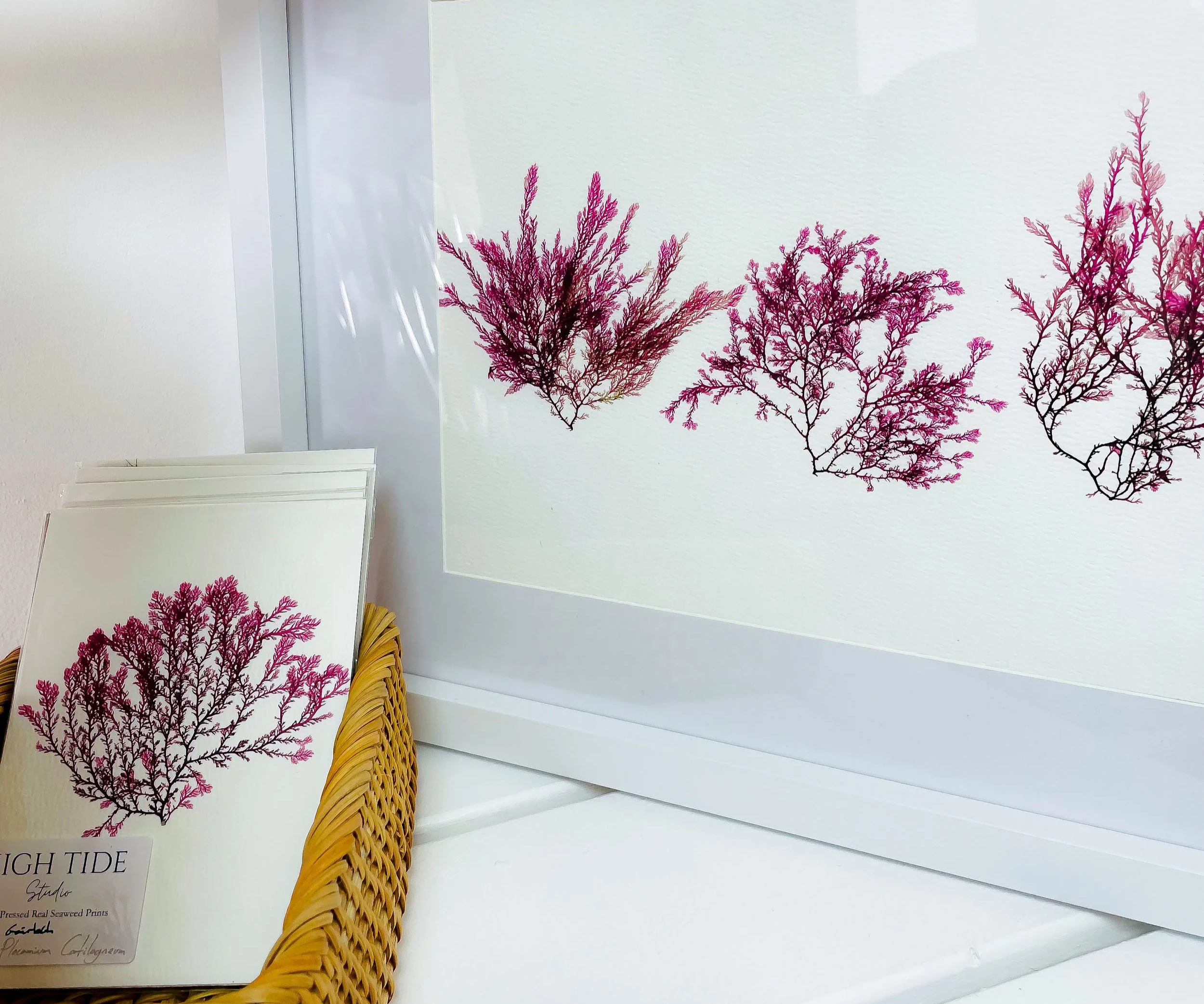 Print of purple and black seaweed on white paper, displayed in a wicker basket and on a white surface.