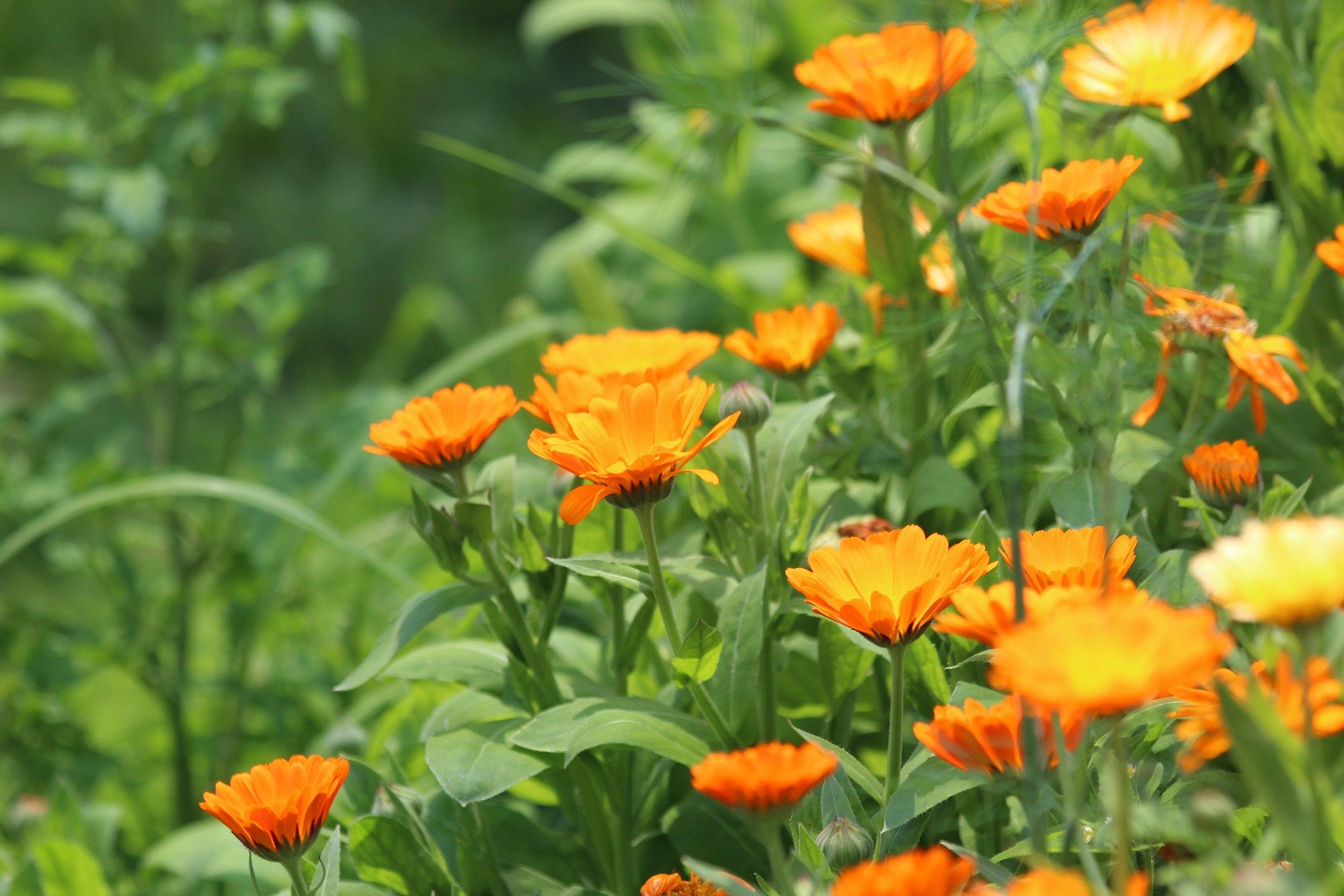 calendula4.jpg
