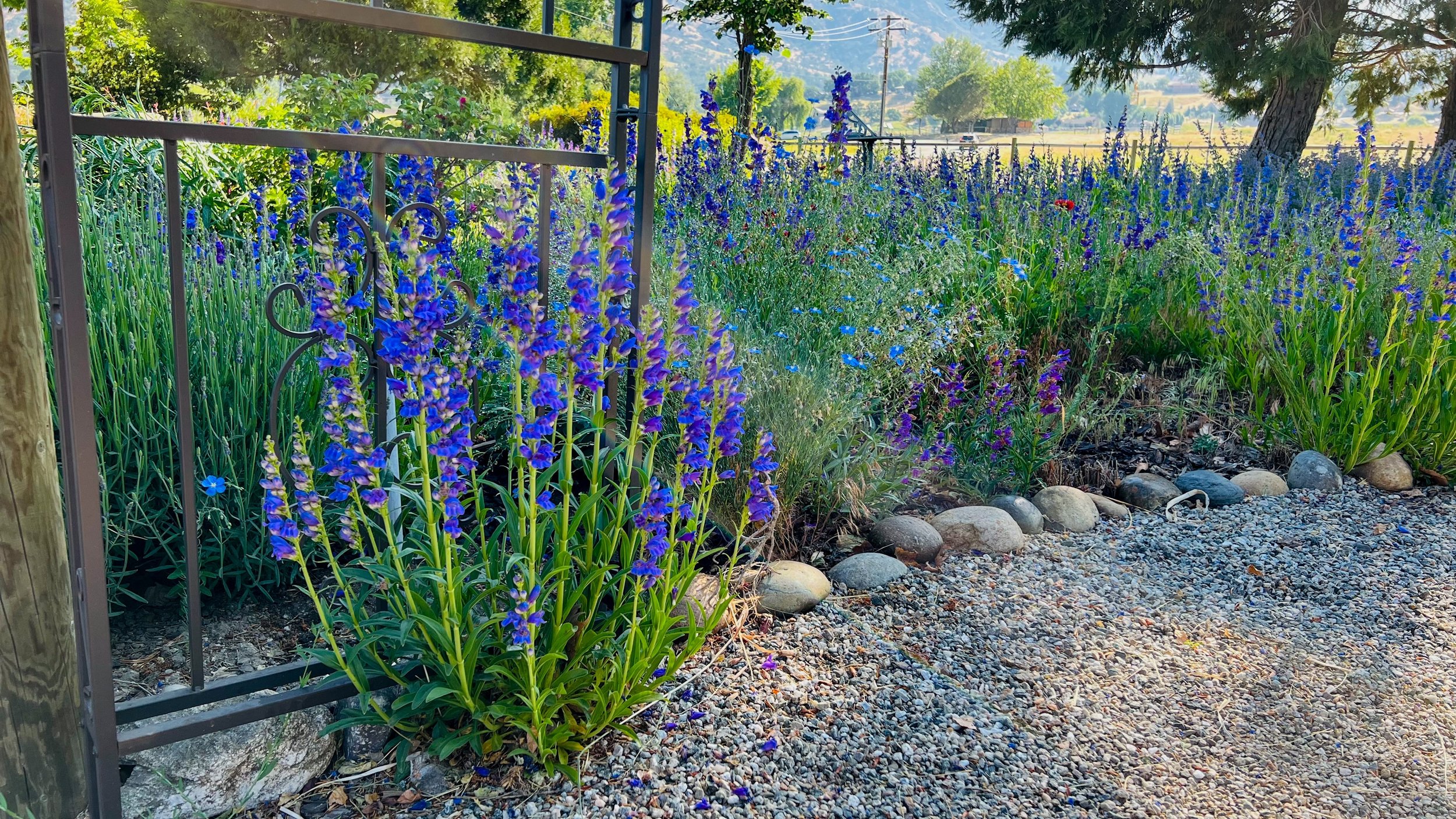 penstemon rocky mountain2.jpg