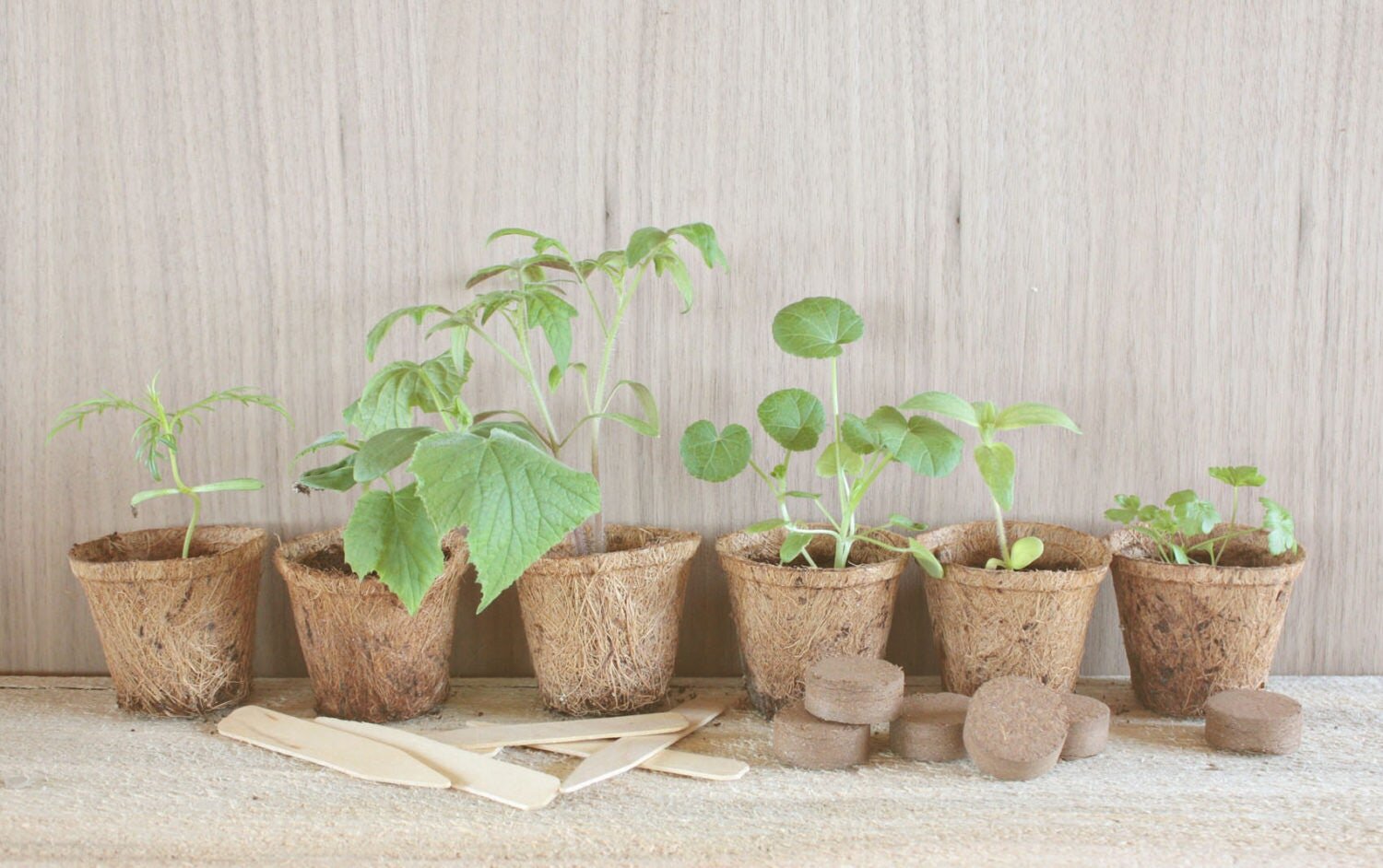 herb garden kit new1.JPG