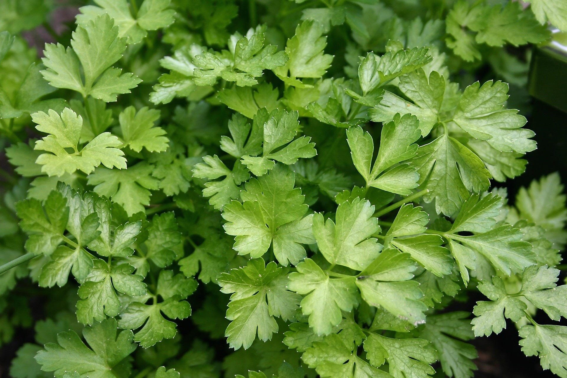 herb garden kit new1.JPG