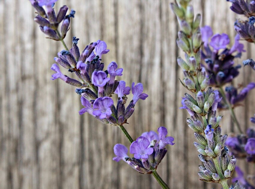 Lavender Seeds 'Munstead'  Decker Rd. Seeds
