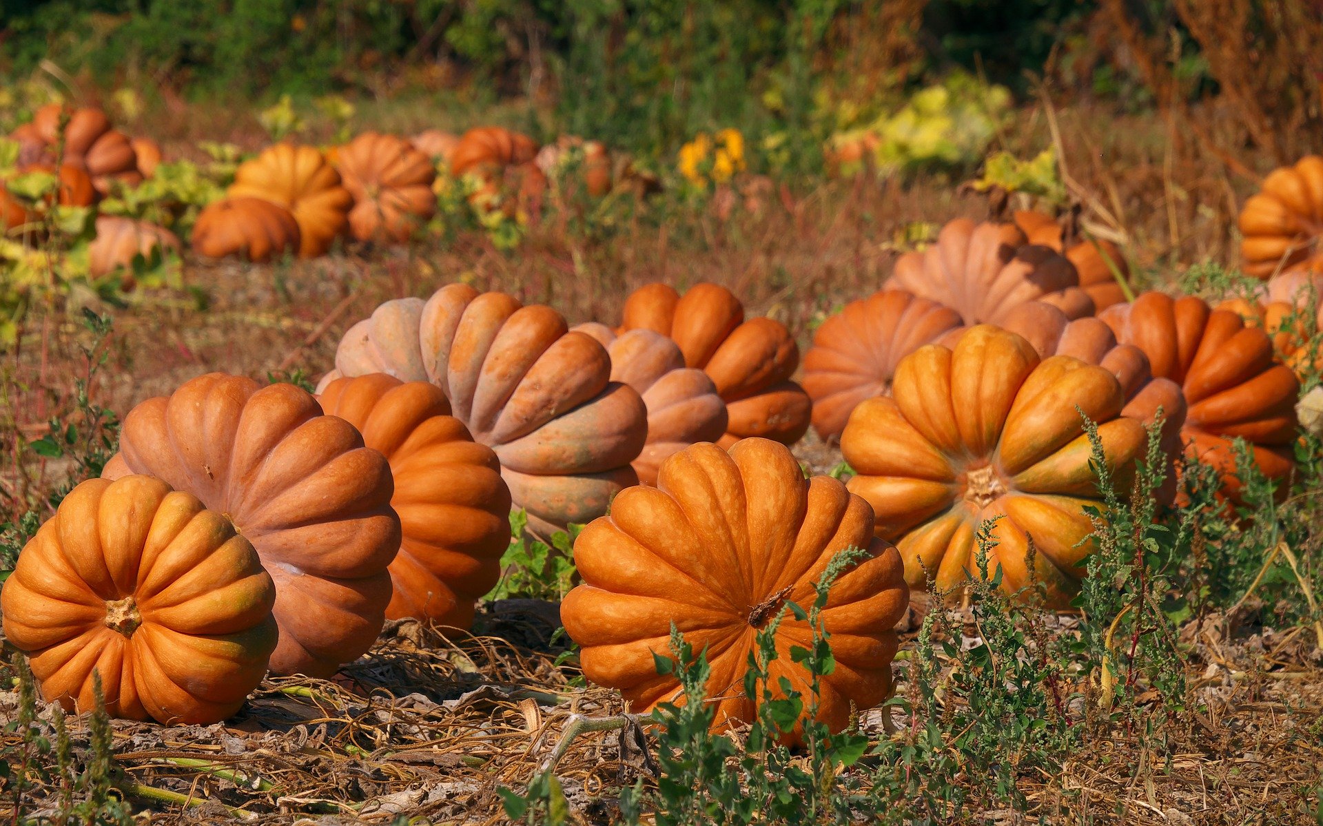 'Cinderella' Pumpkin Seeds — Decker Rd. Seeds