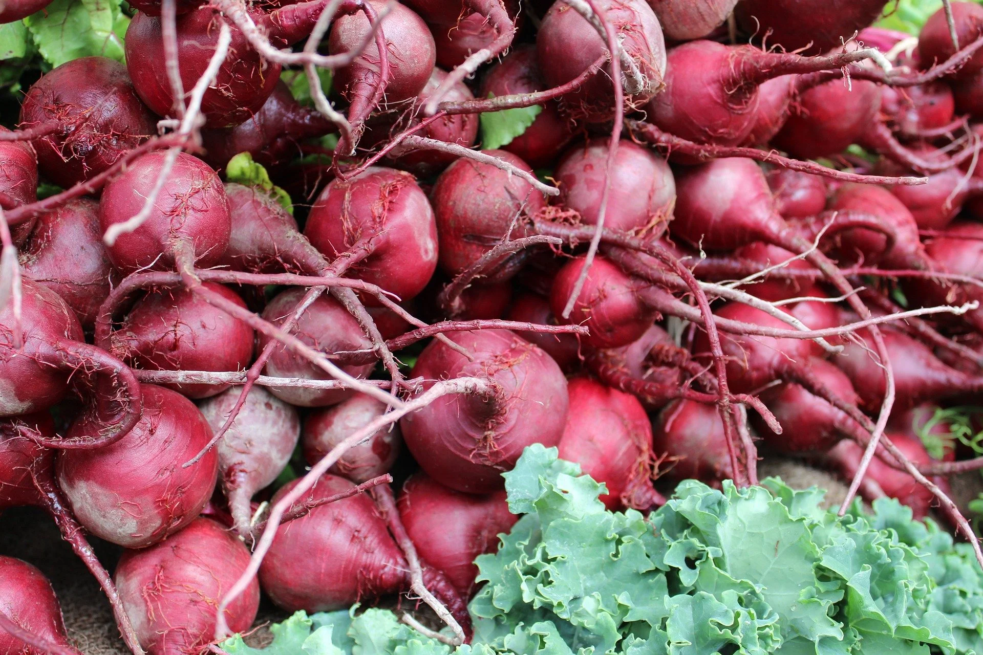 'Ruby Queen' Beet Seeds — Decker Rd. Seeds
