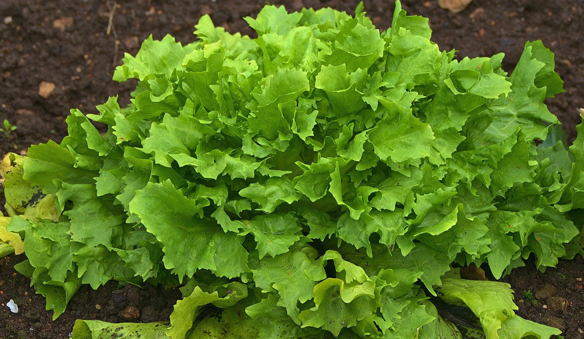 thumbnail image 2 of 600+ GREEN ICE Lettuce Seeds - Organic, Non-GMO - Little Seed Store - Easy Grow 2 of 6