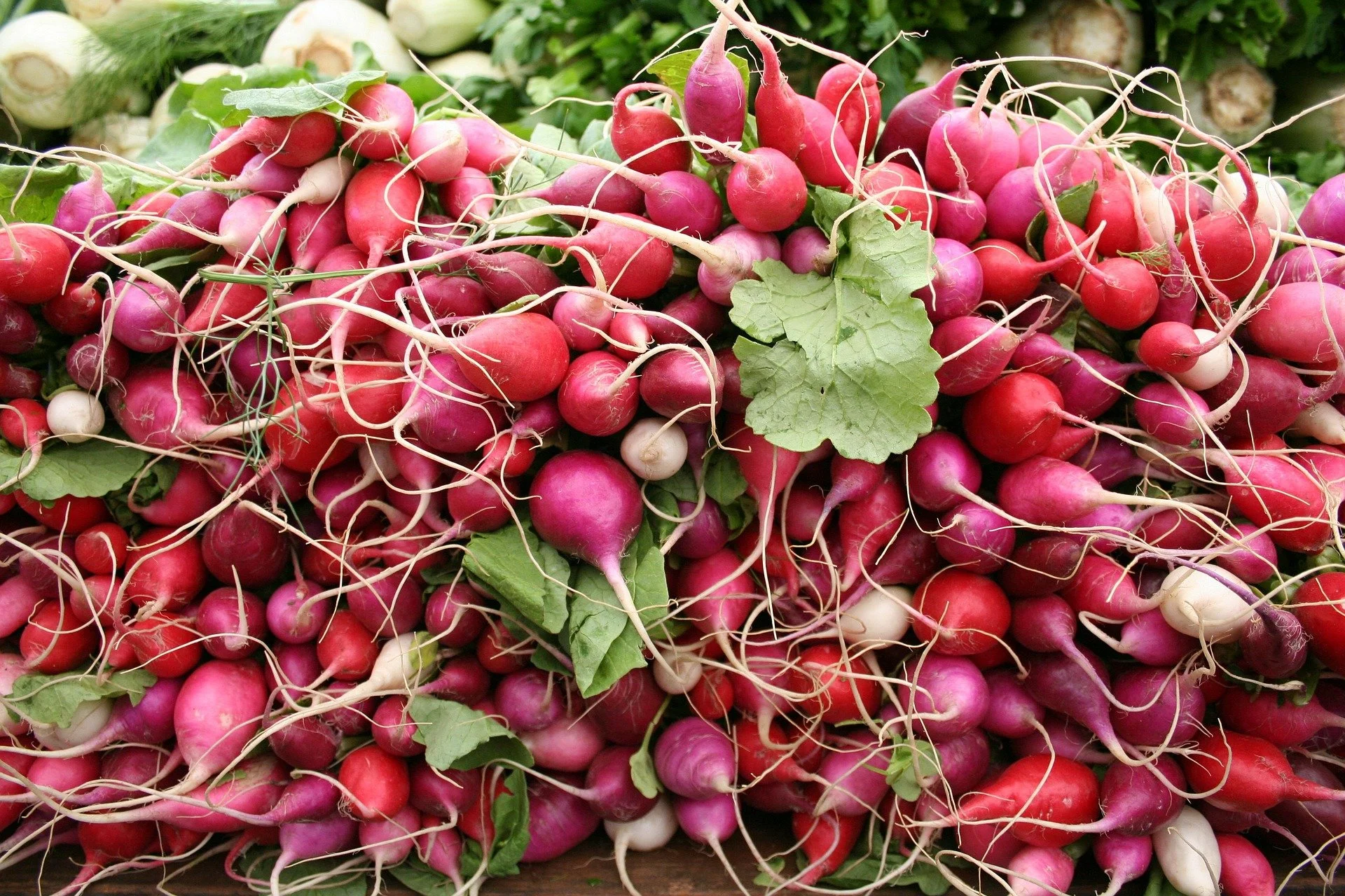 Radish 'Red Bartender' Seeds — Decker Rd. Seeds