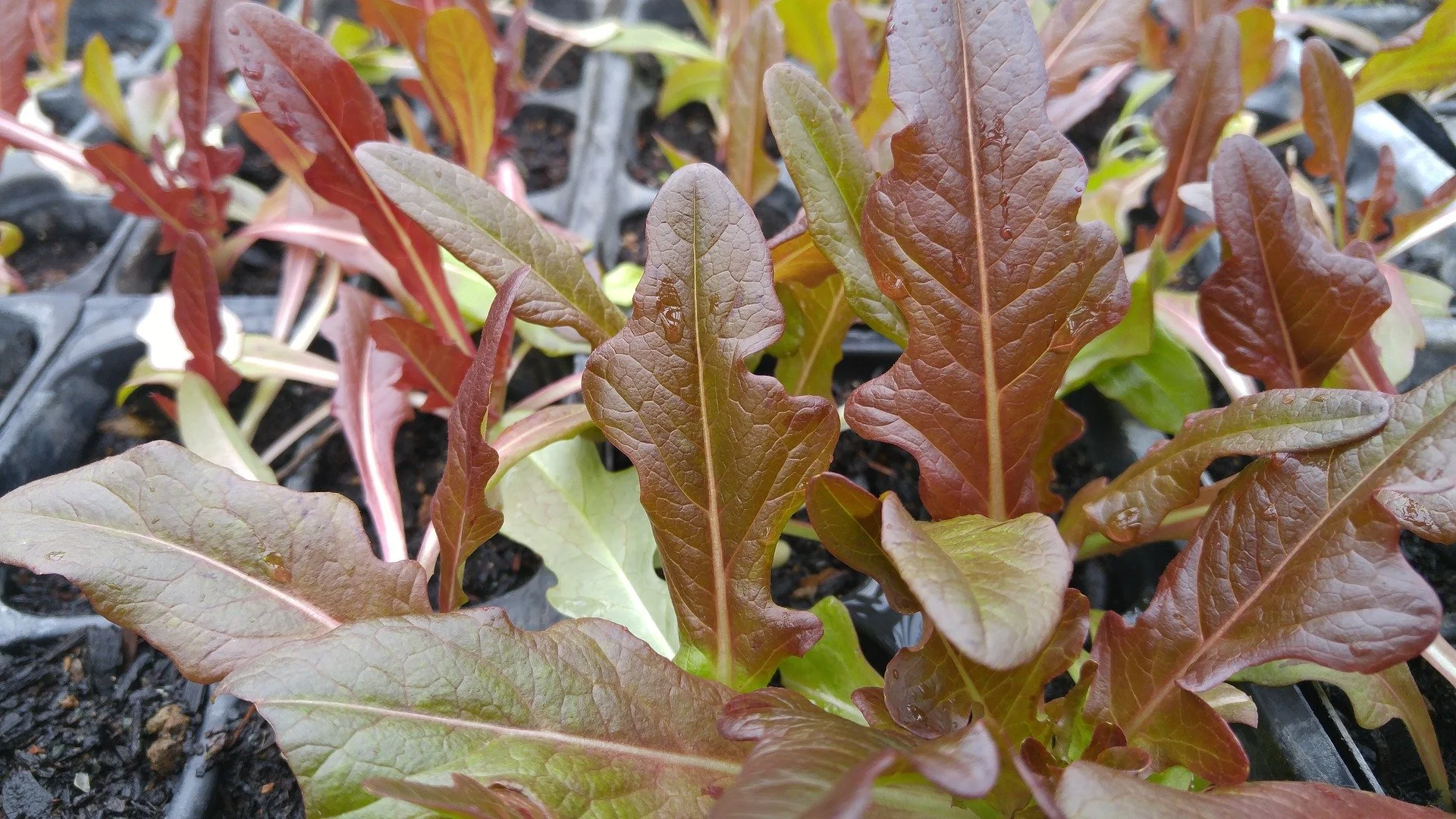 'Red Sails' Lettuce Seeds — Decker Rd. Seeds