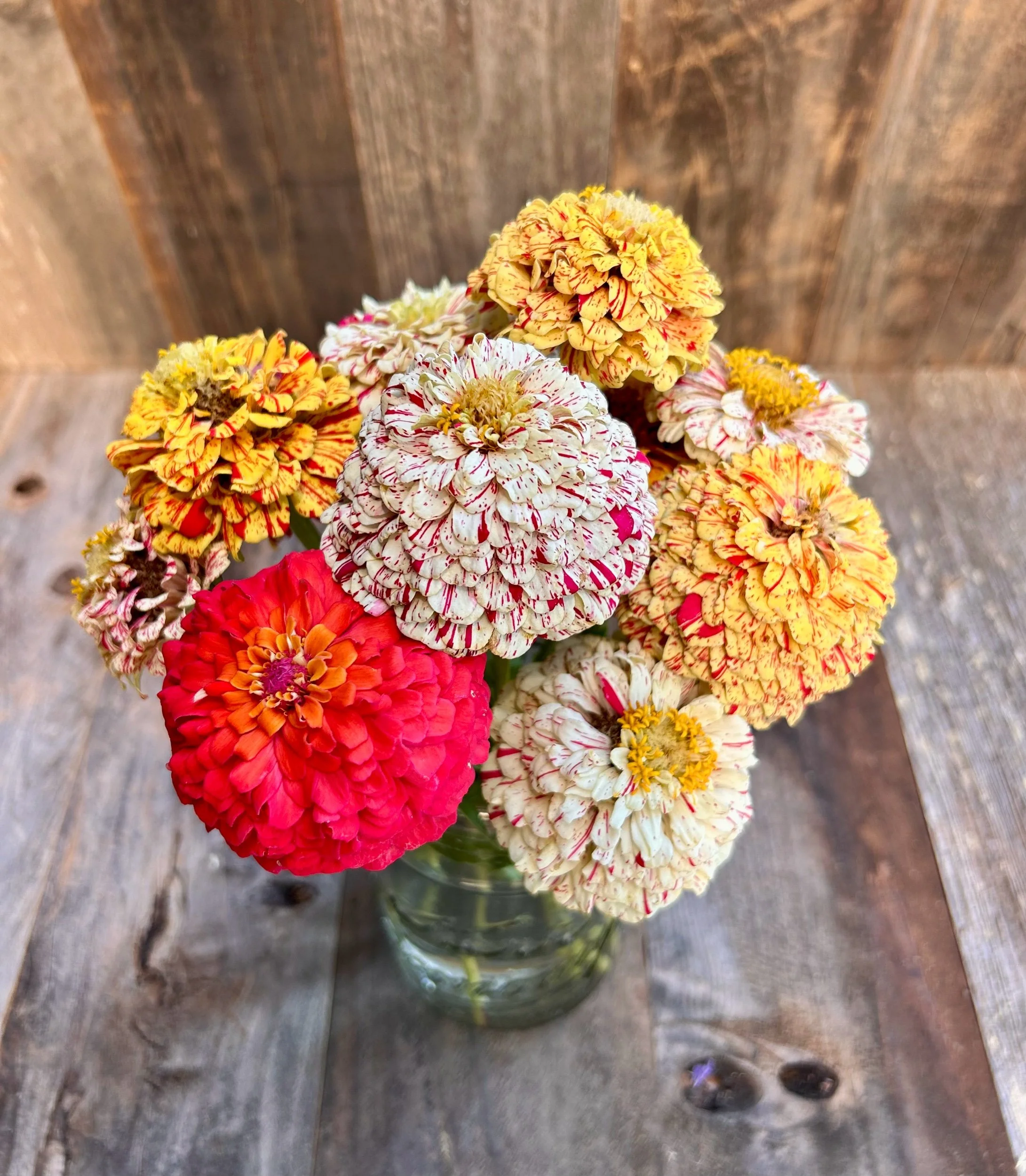 Zinnia 'Peppermint Stick' Seeds