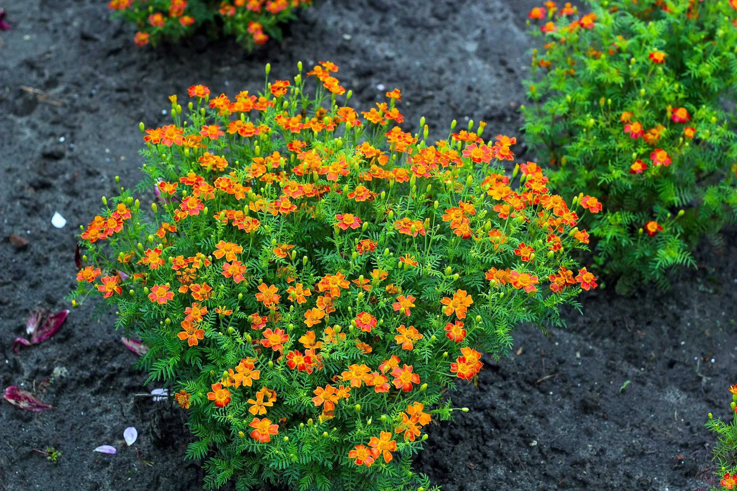 marigold signet2.jpg