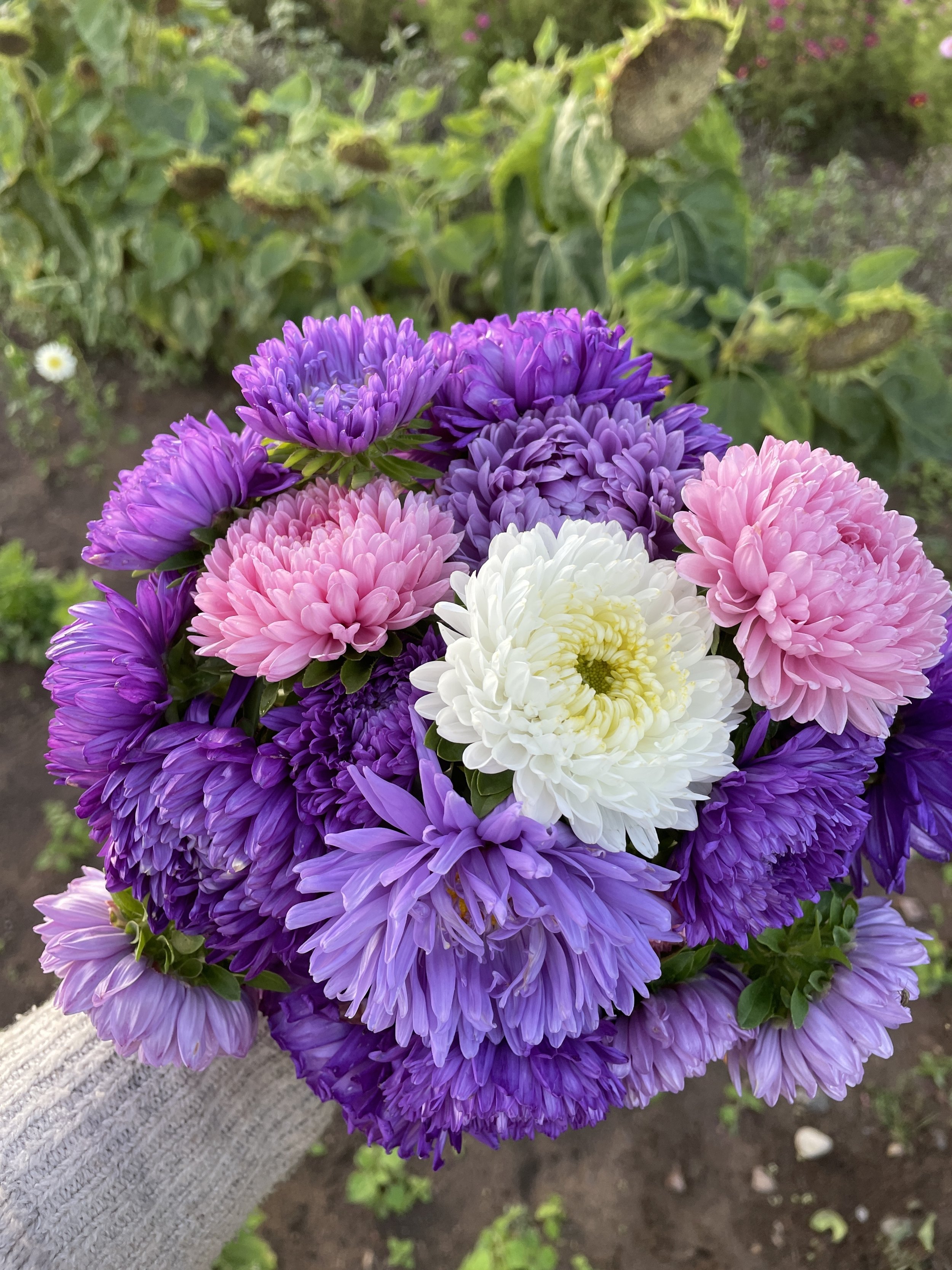 China Aster 'PowderPuff' Seeds