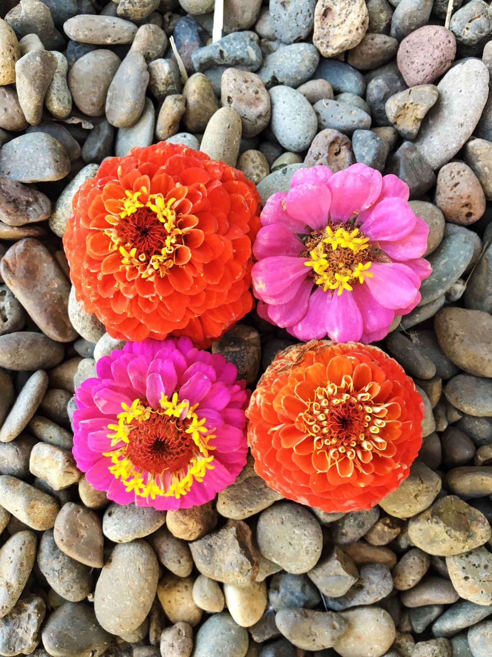 zinnia+lilliput.jpg