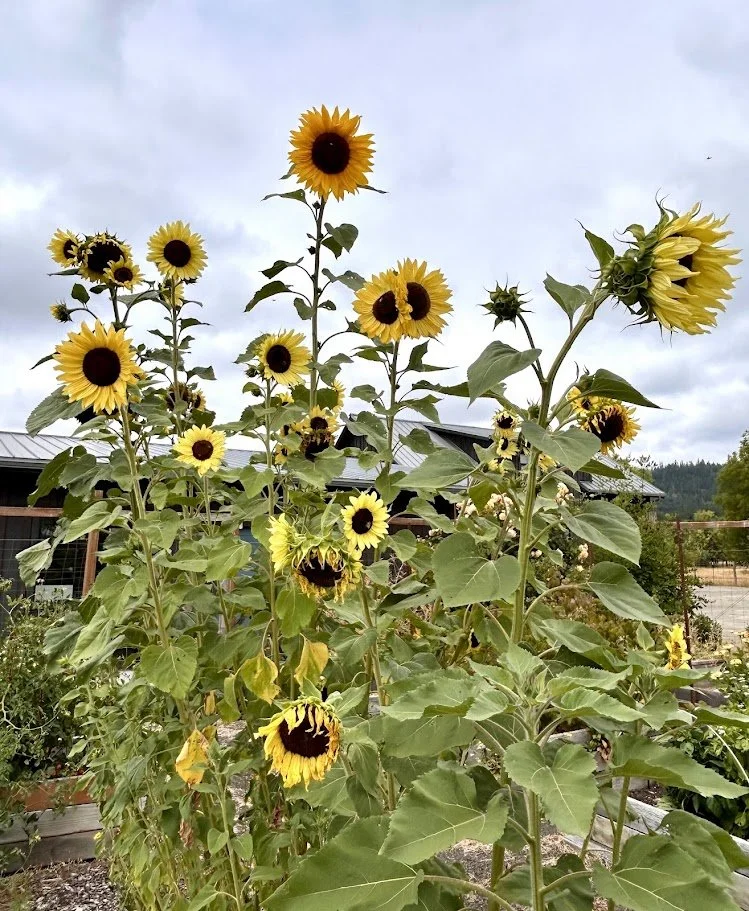 sunflower moonshine2.jpg