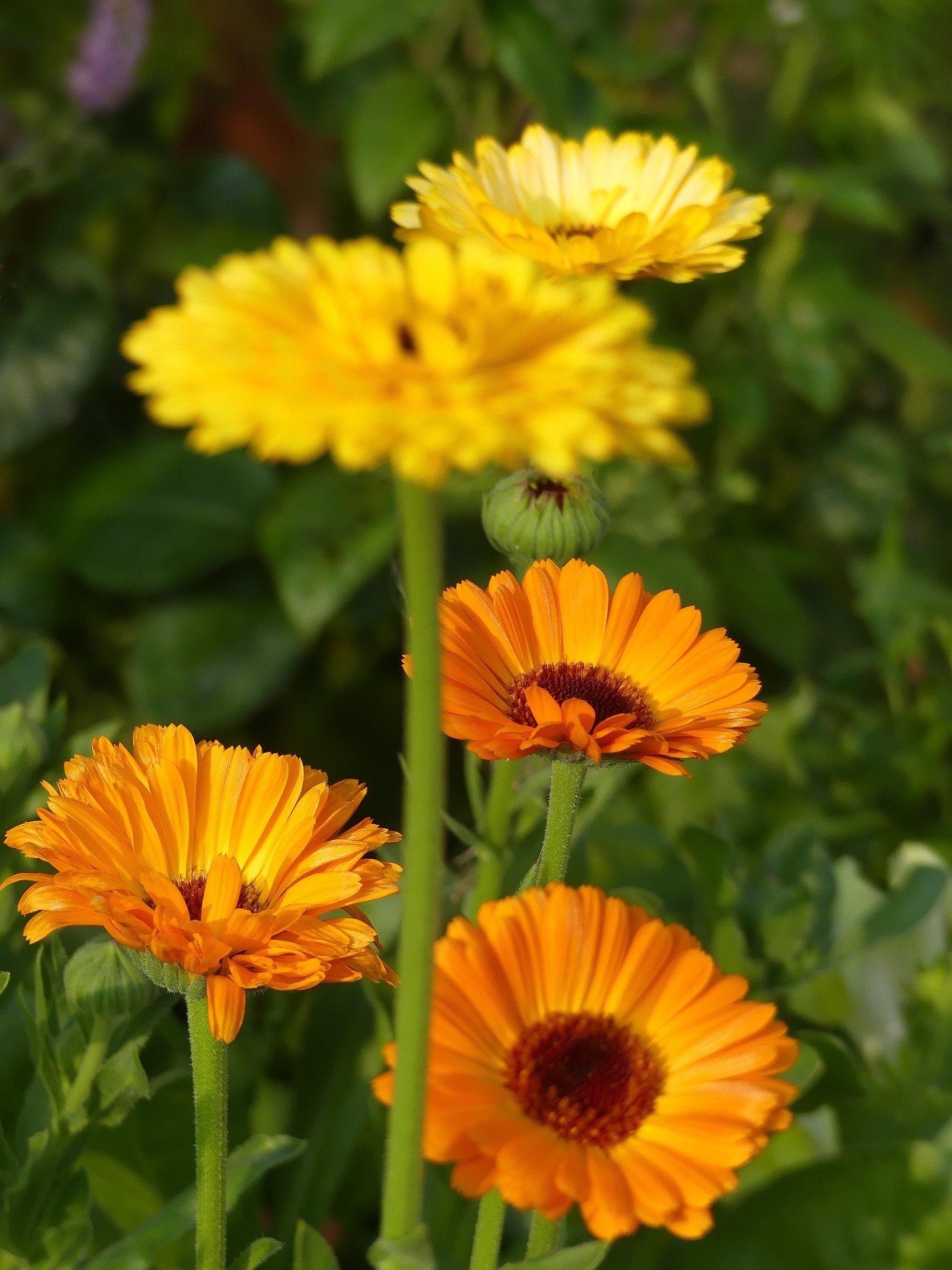 calendula5.jpg