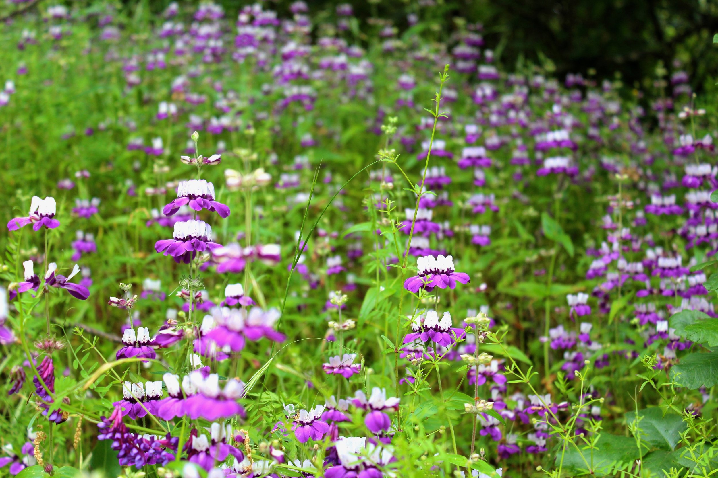 Chinese Houses Flower Seeds