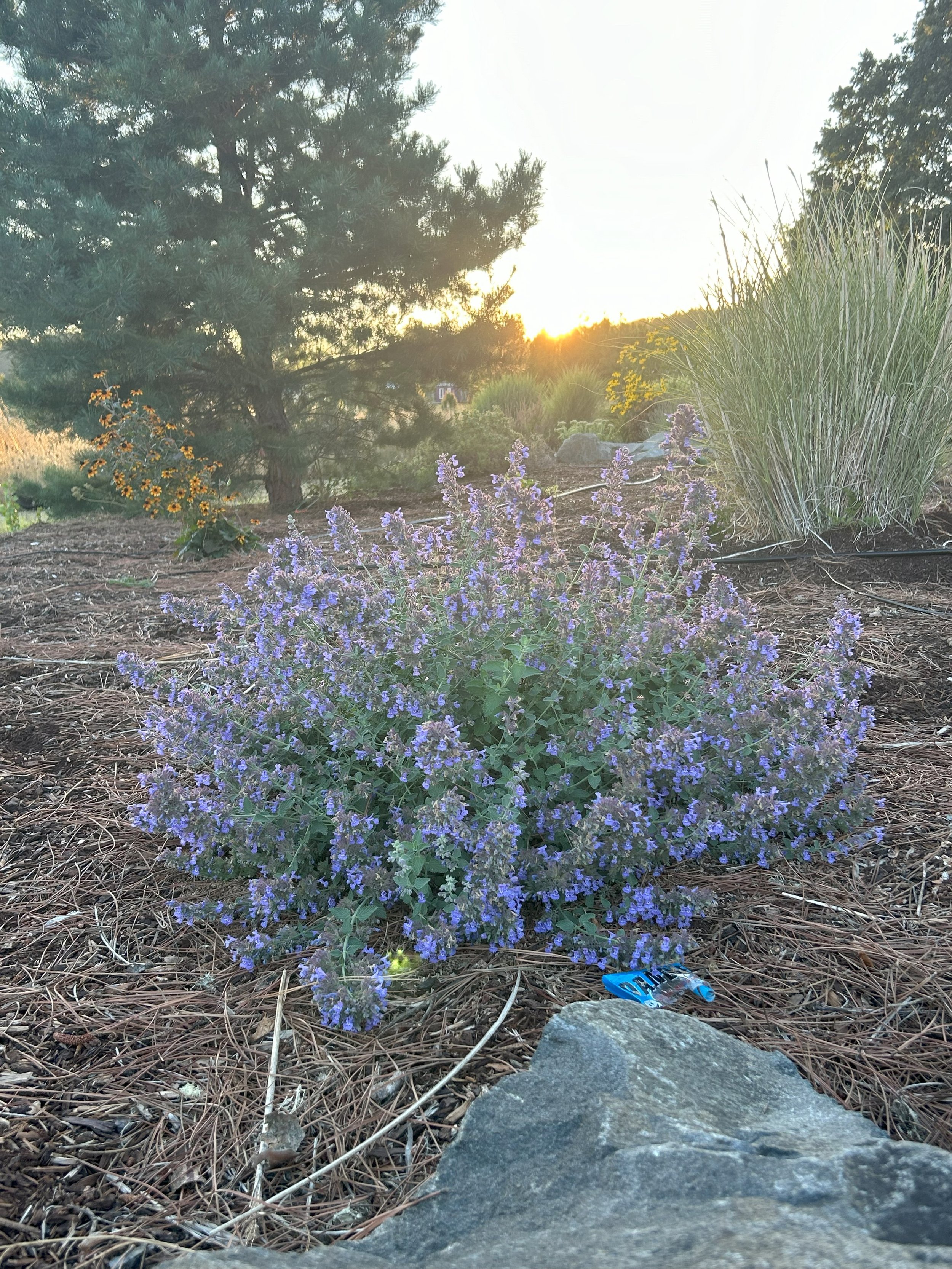 catnip3.jpg