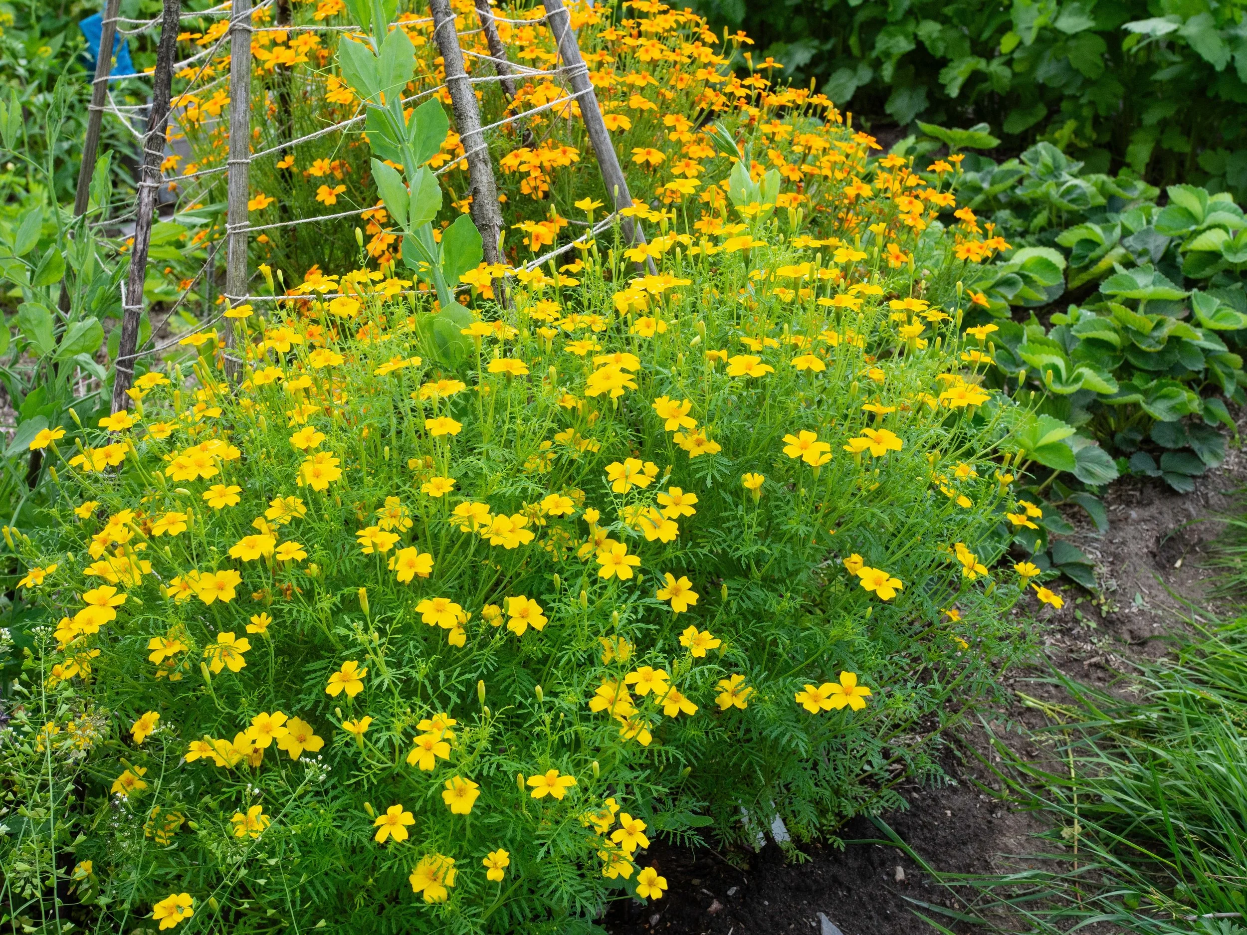 Marigold 'Starfire Mix'