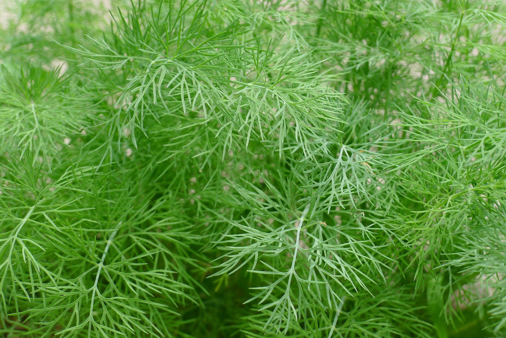 dill1.jpg