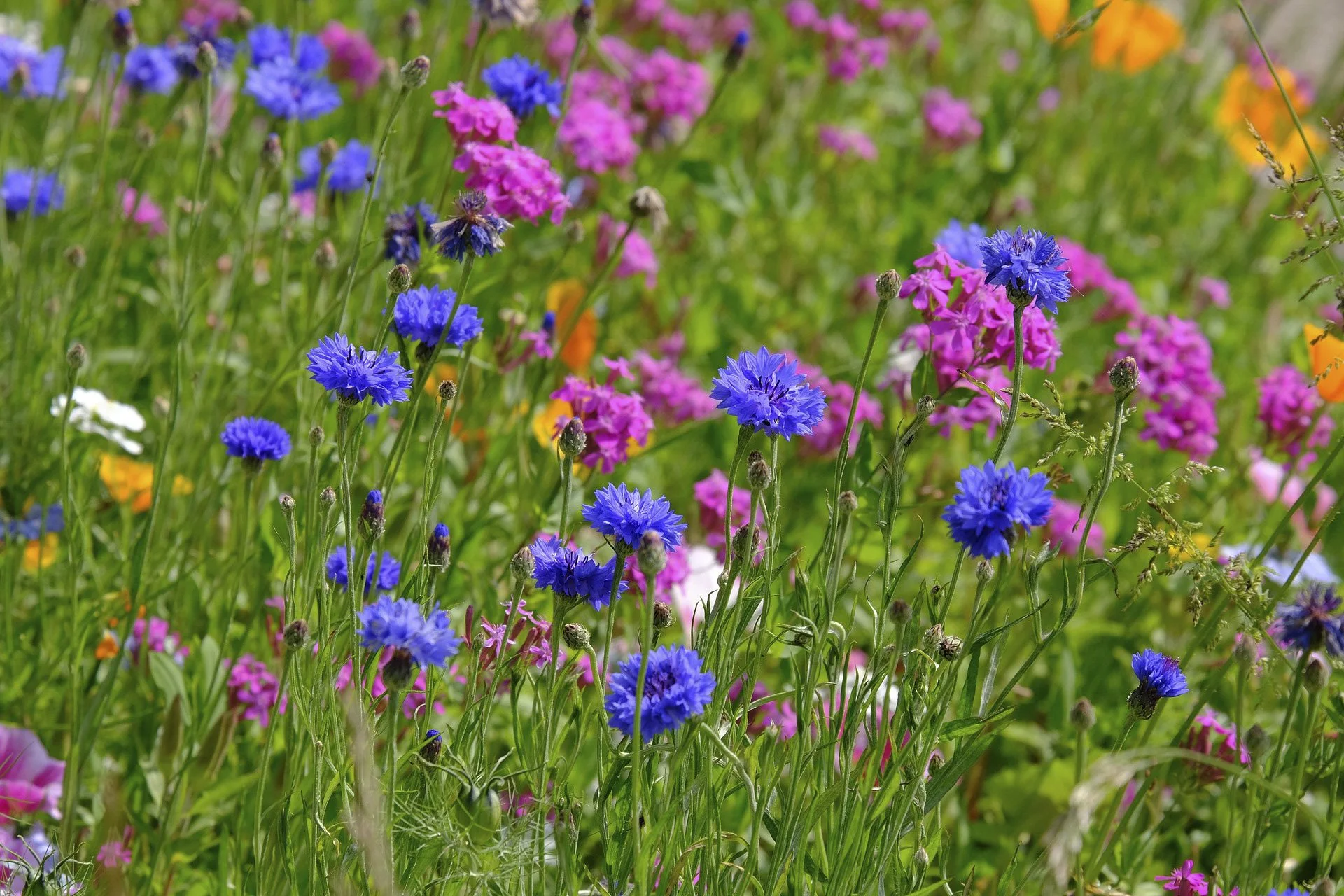 shady wildflowers.jpg