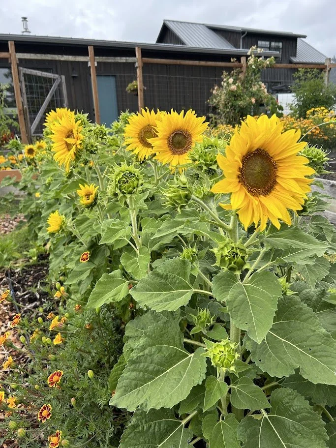 Sunflower Seeds 'Carousel'  Decker Rd. Seeds